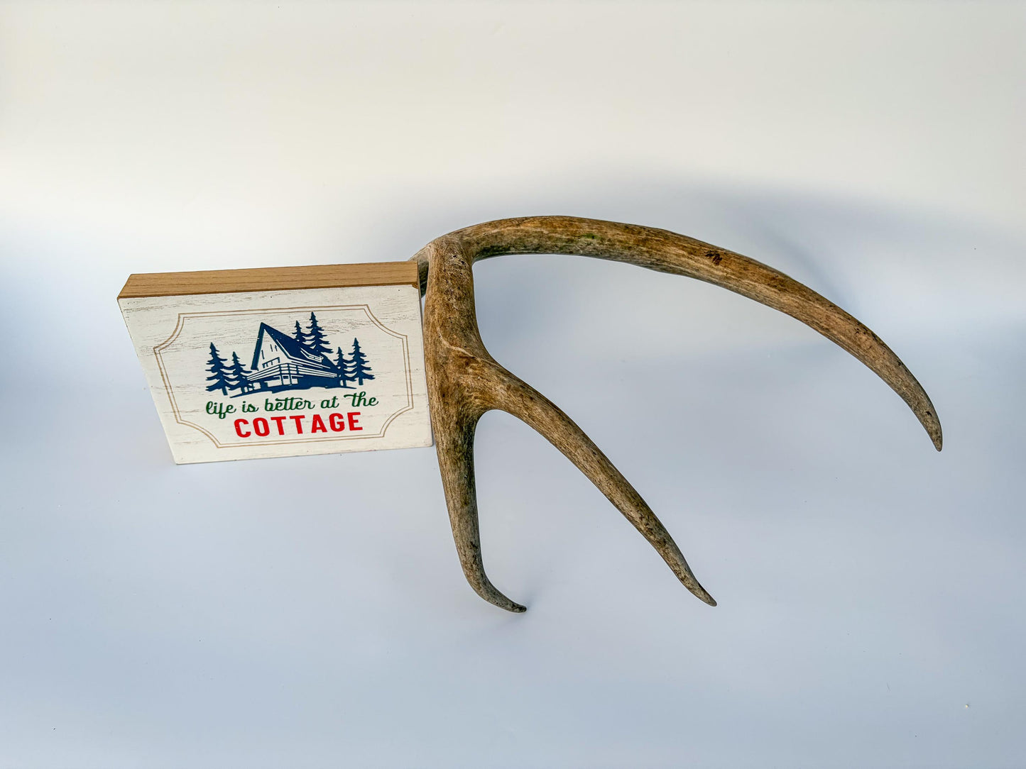Mule deer antler. Large deep forked antler ideal for rustic style decor