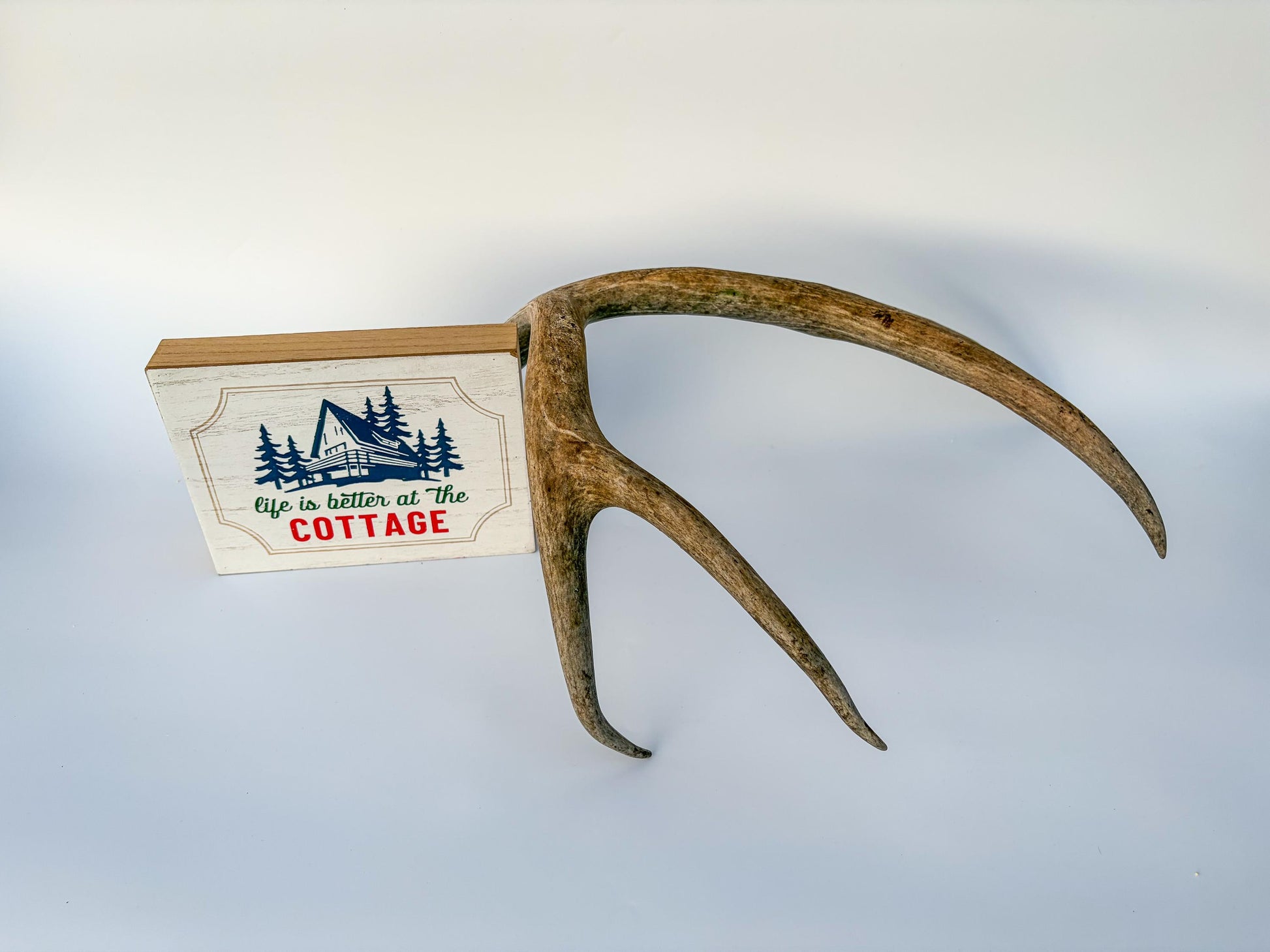 Mule deer antler. Large deep forked antler ideal for rustic style decor