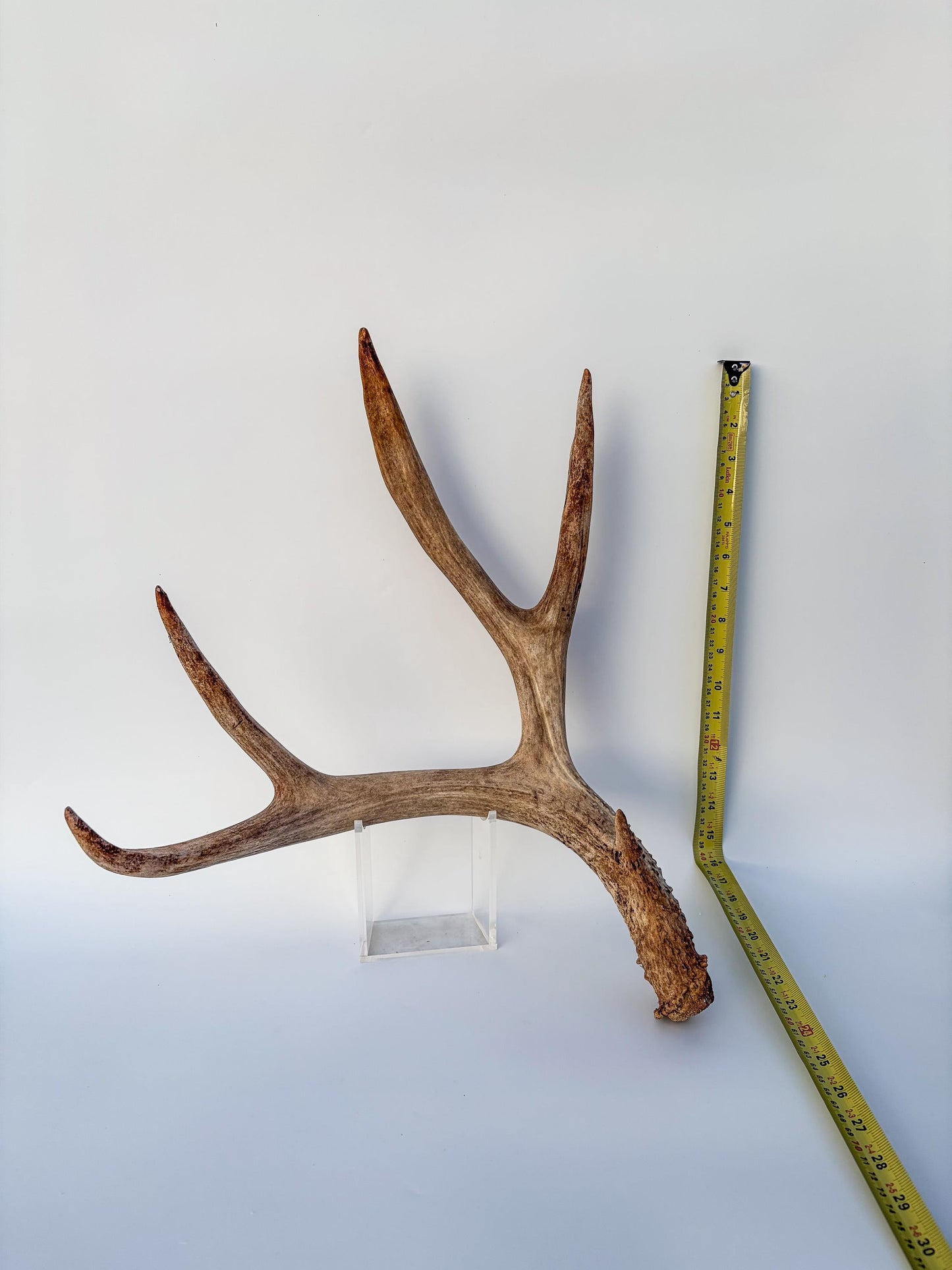 Mule deer antler. Large deep forked antler ideal for rustic style decor