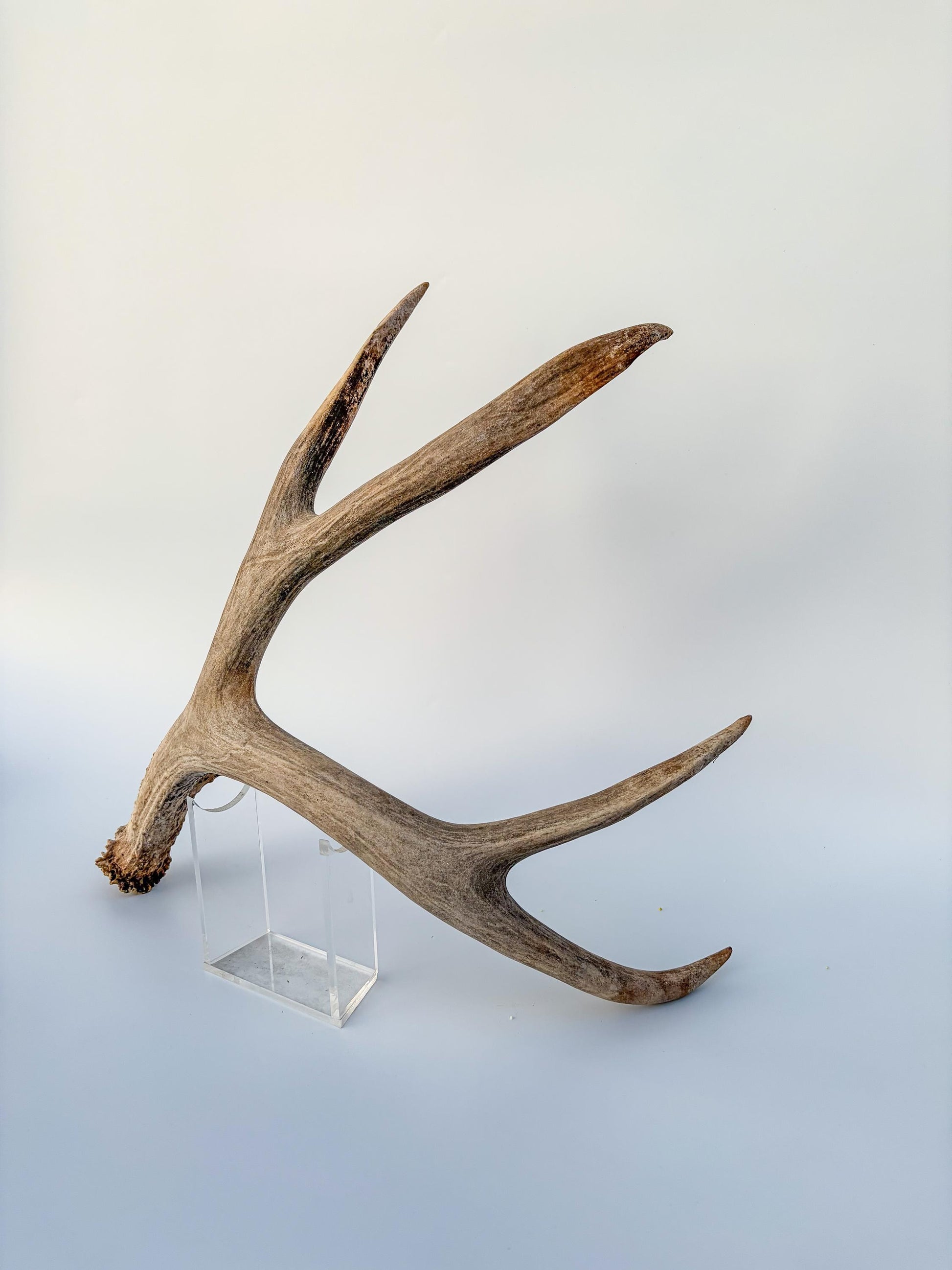 Mule deer antler. Large deep forked antler ideal for rustic style decor