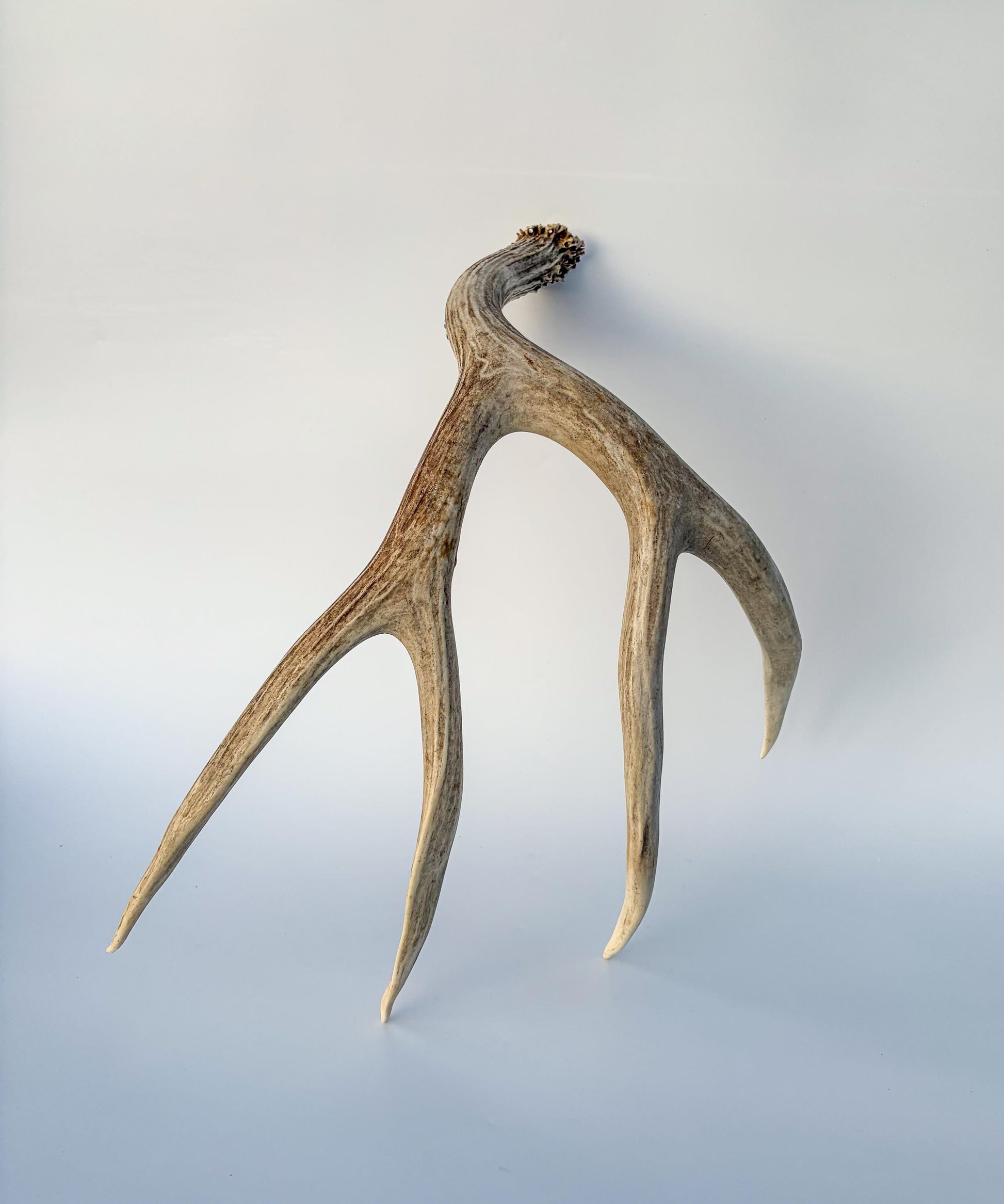 Mule deer antler. Large deep forked antler ideal for rustic style decor