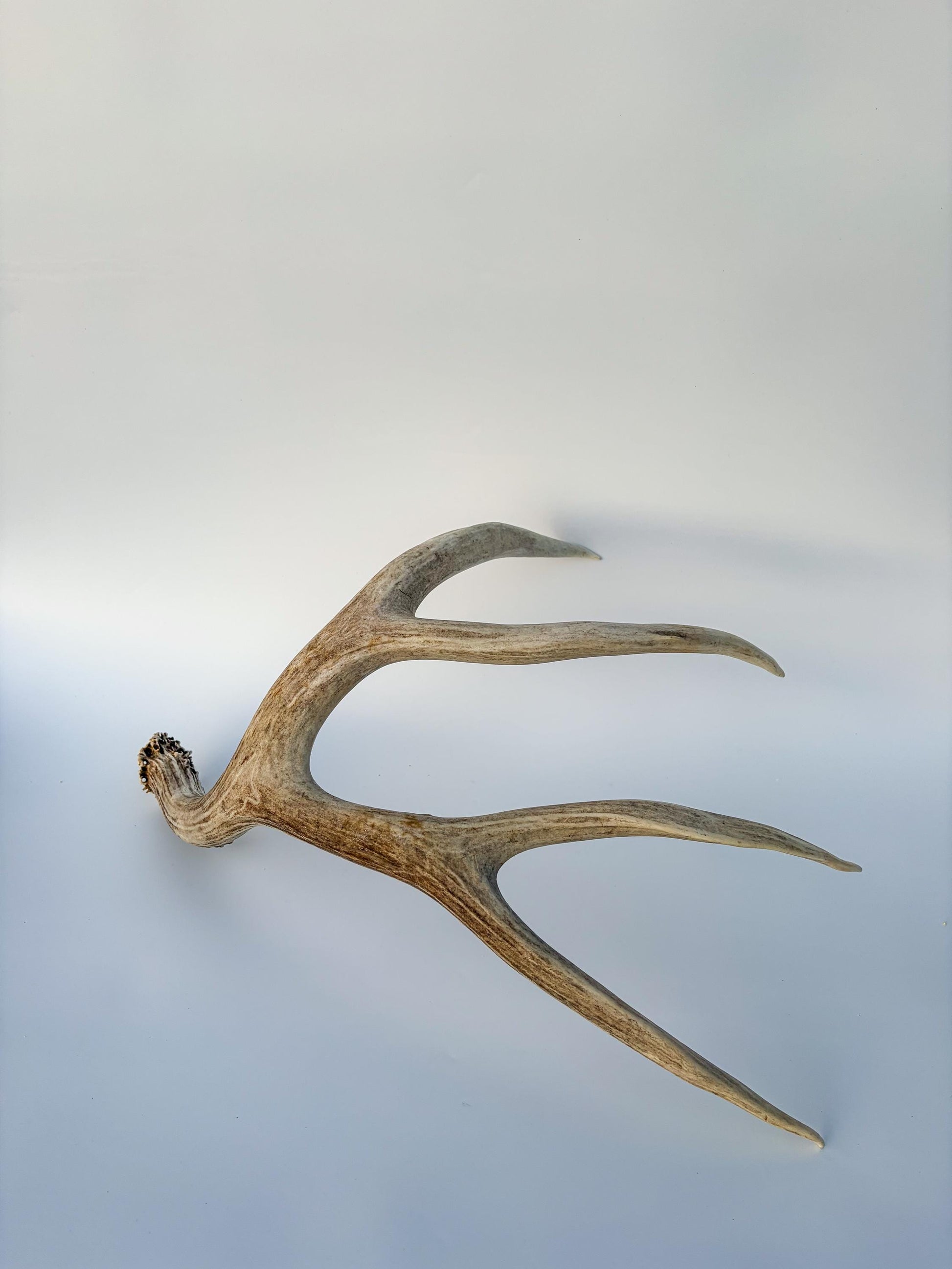 Mule deer antler. Large deep forked antler ideal for rustic style decor