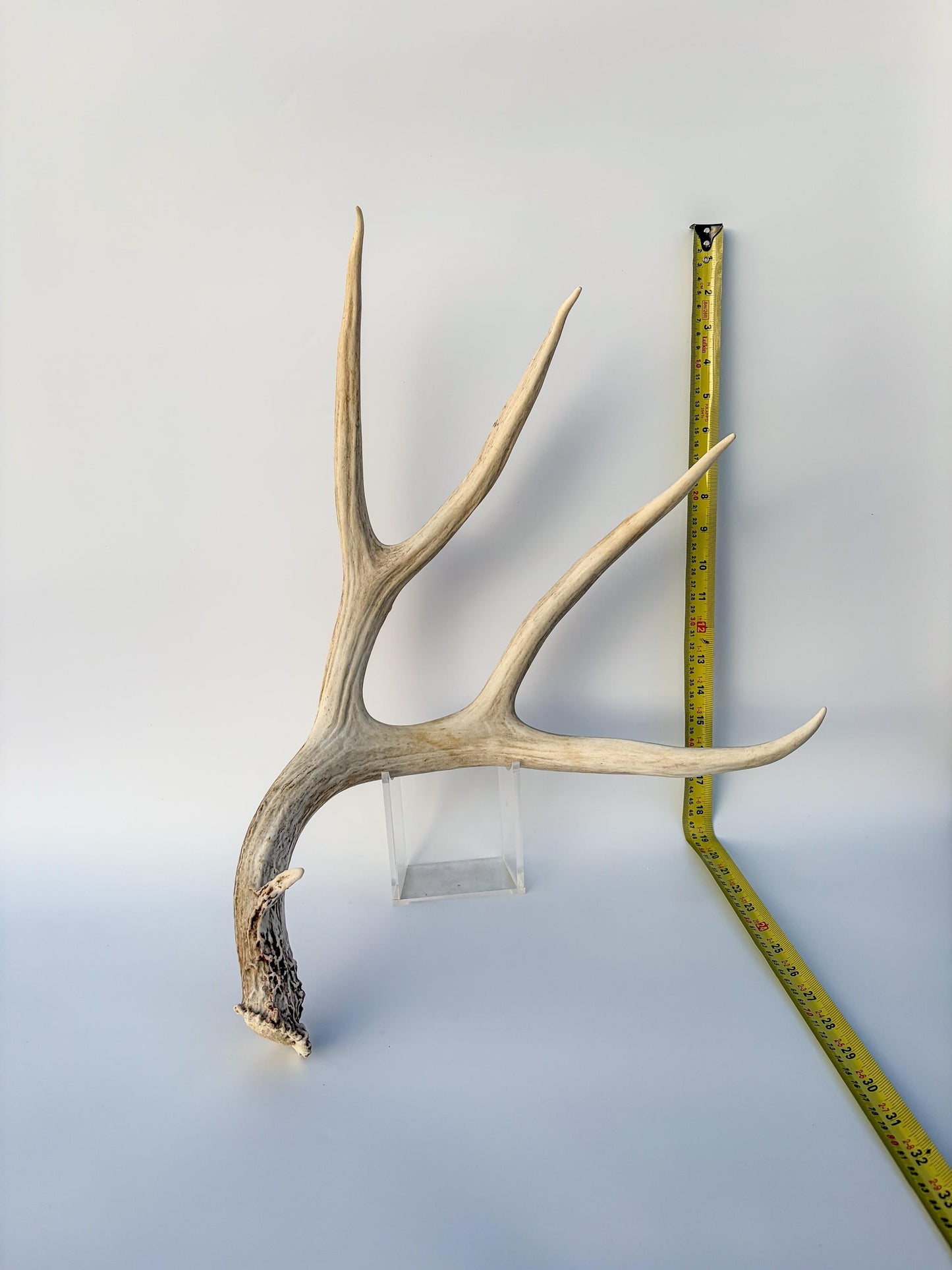 Mule deer antler. Large deep forked antler ideal for rustic style decor