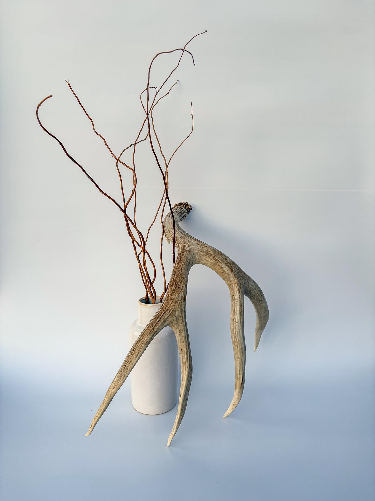 Mule deer antler. Large deep forked antler ideal for rustic style decor
