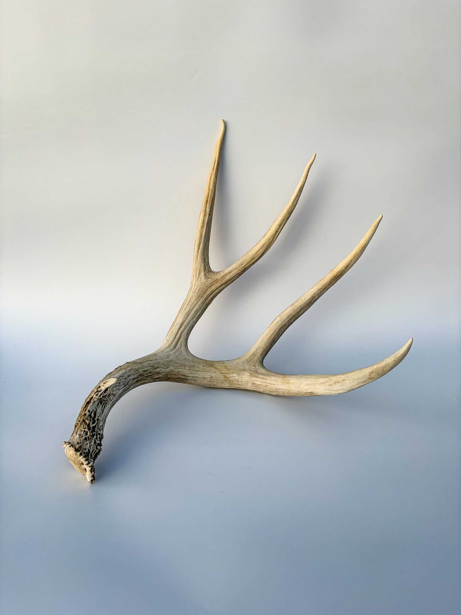 Mule deer antler. Large deep forked antler ideal for rustic style decor