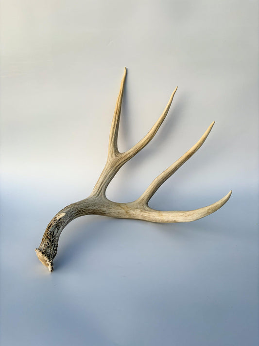 Mule deer antler. Large deep forked antler ideal for rustic style decor