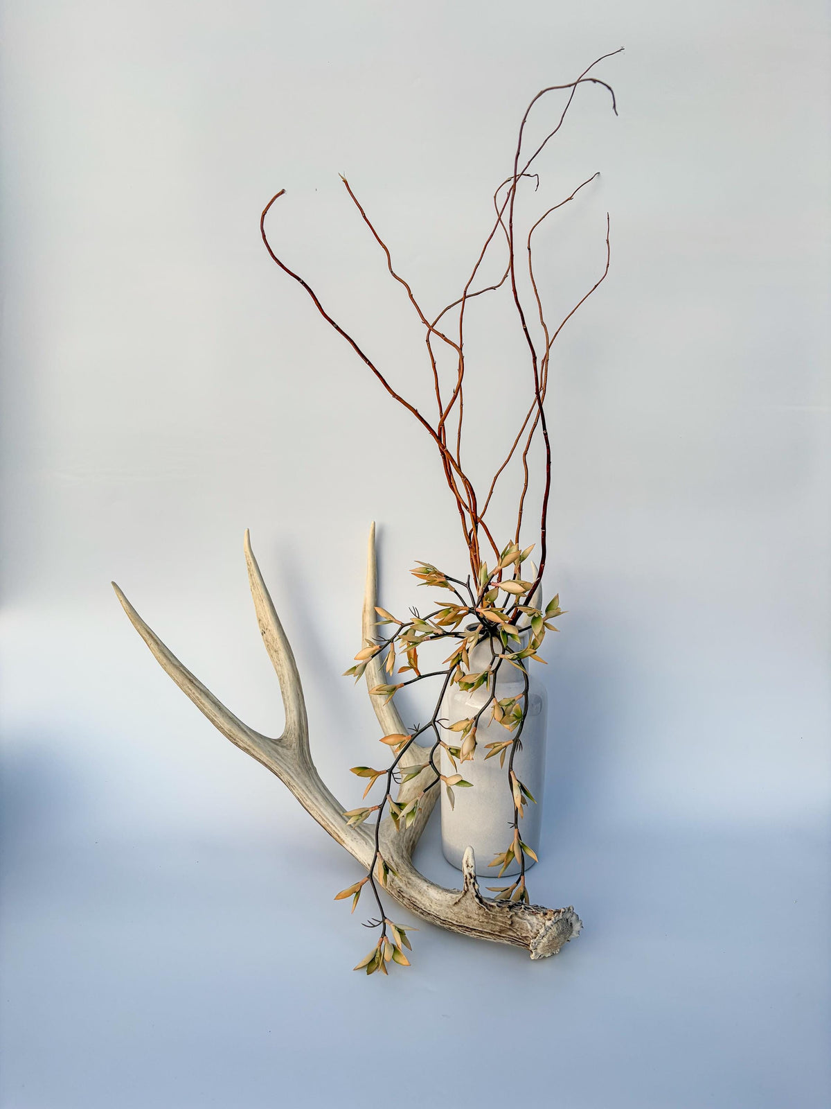Mule deer antler. Large deep forked antler ideal for rustic style decor