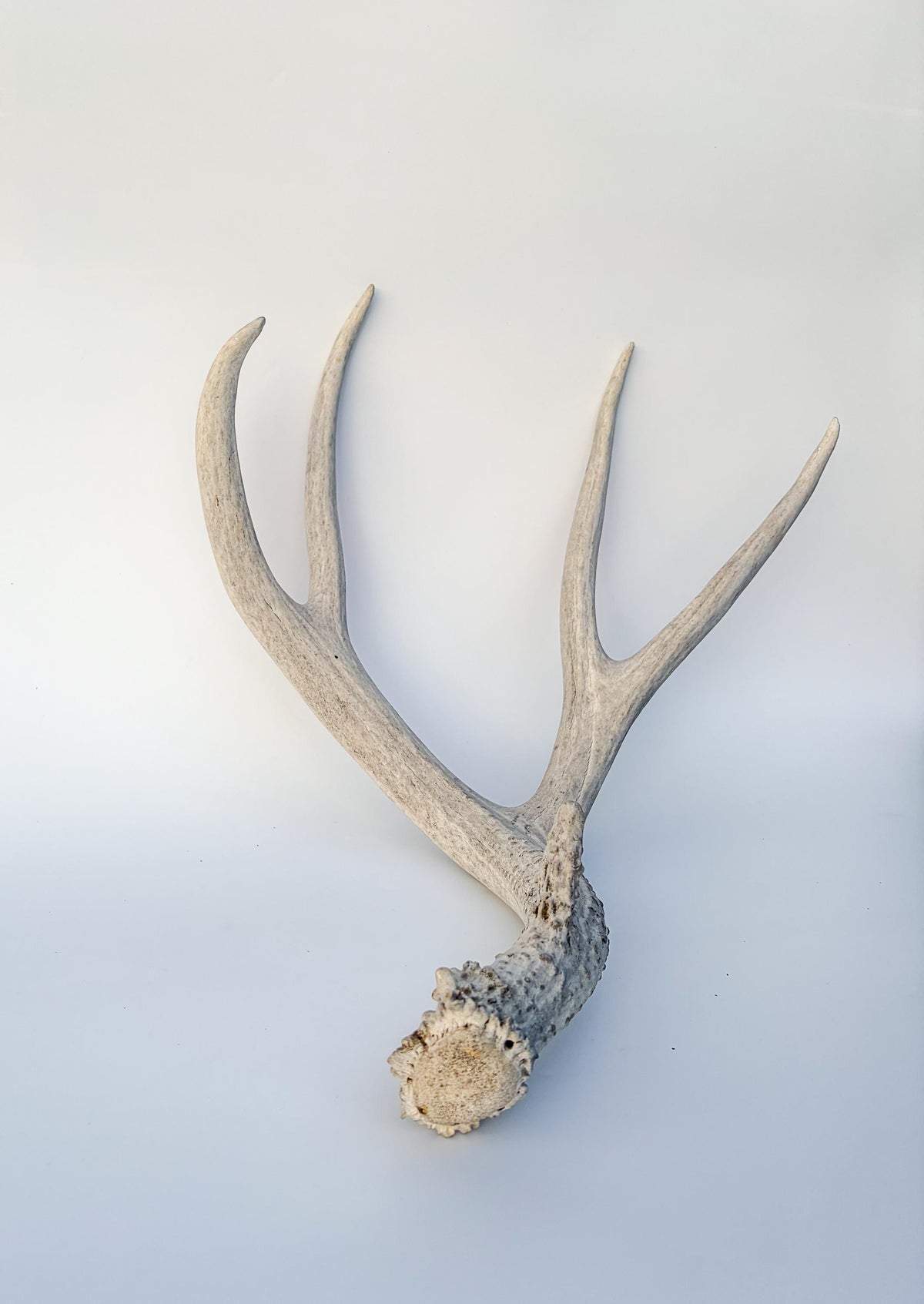Mule deer antler. Large deep forked antler ideal for rustic style decor