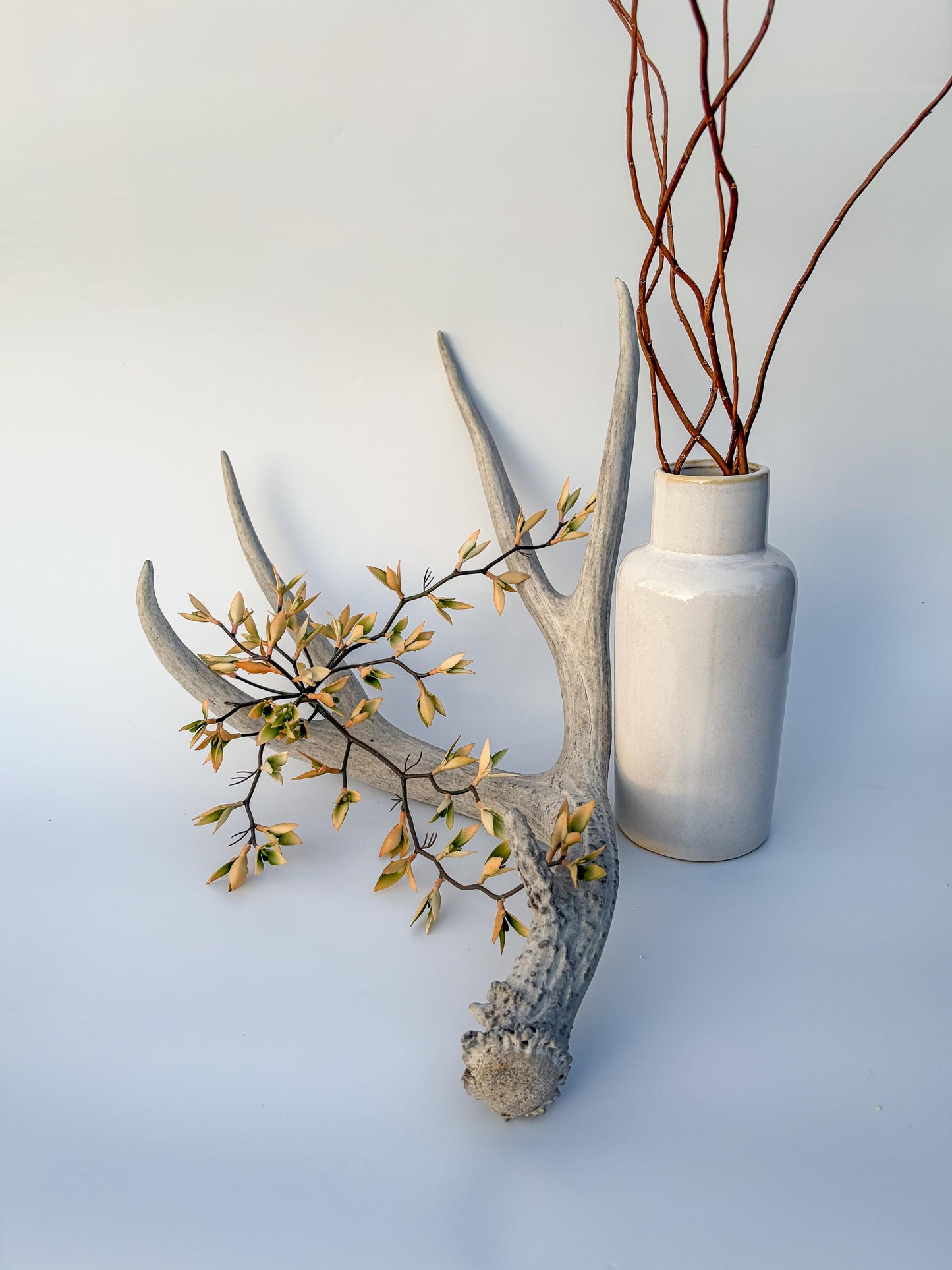 Mule deer antler. Large deep forked antler ideal for rustic style decor