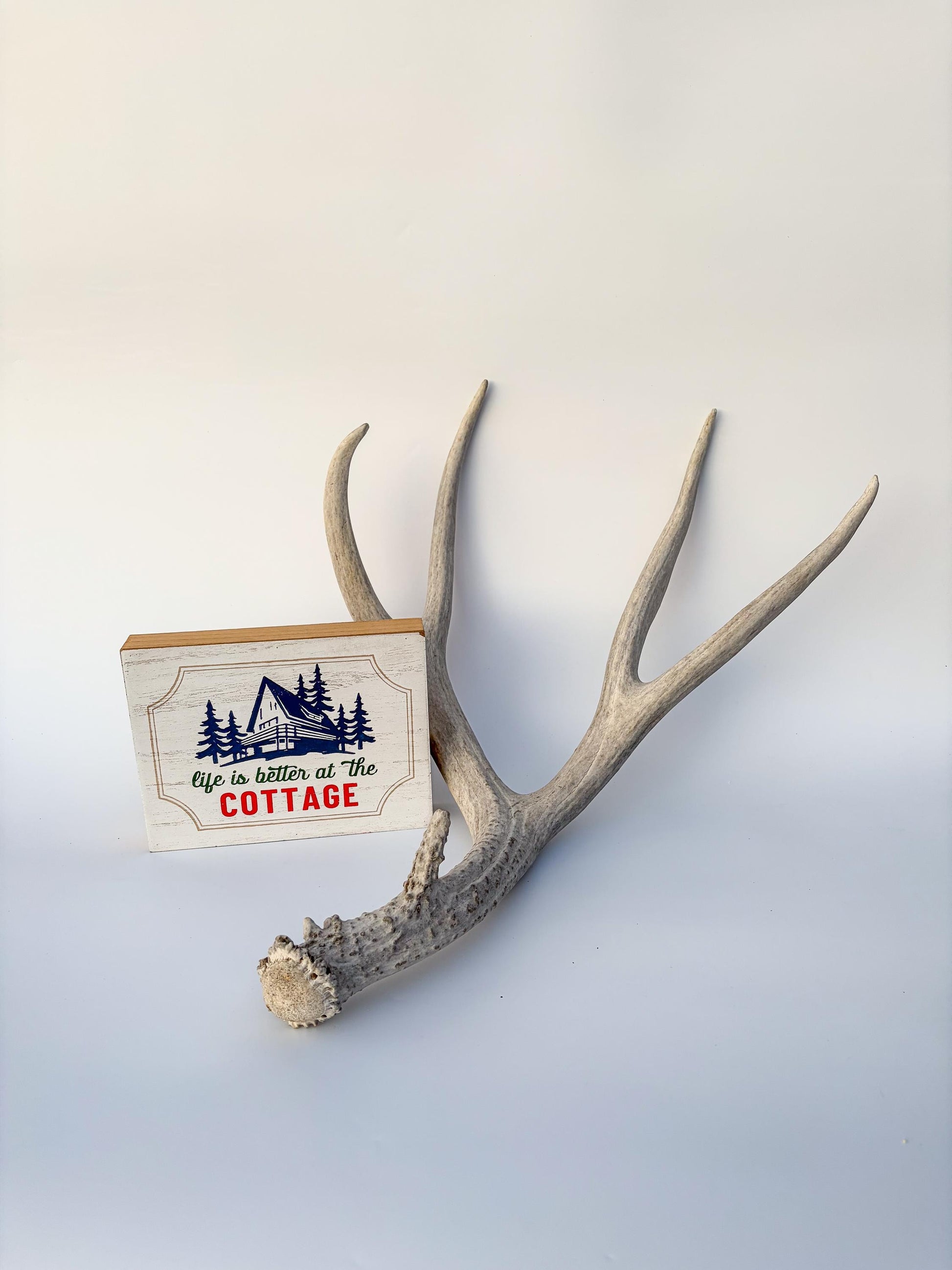 Mule deer antler. Large deep forked antler ideal for rustic style decor