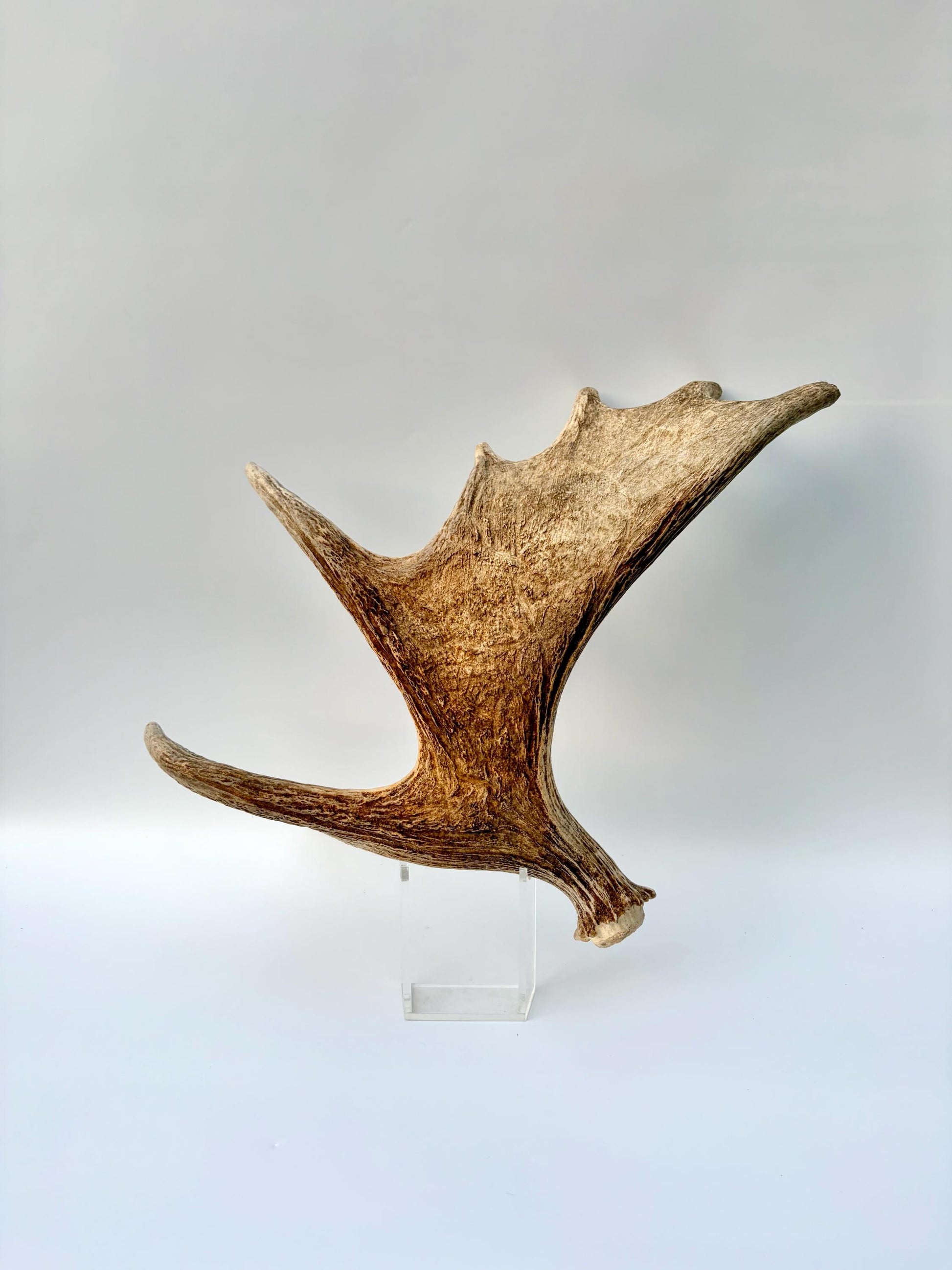 Bull Moose Antler. Antler for Crafting, Decor, Interior Design, and more!