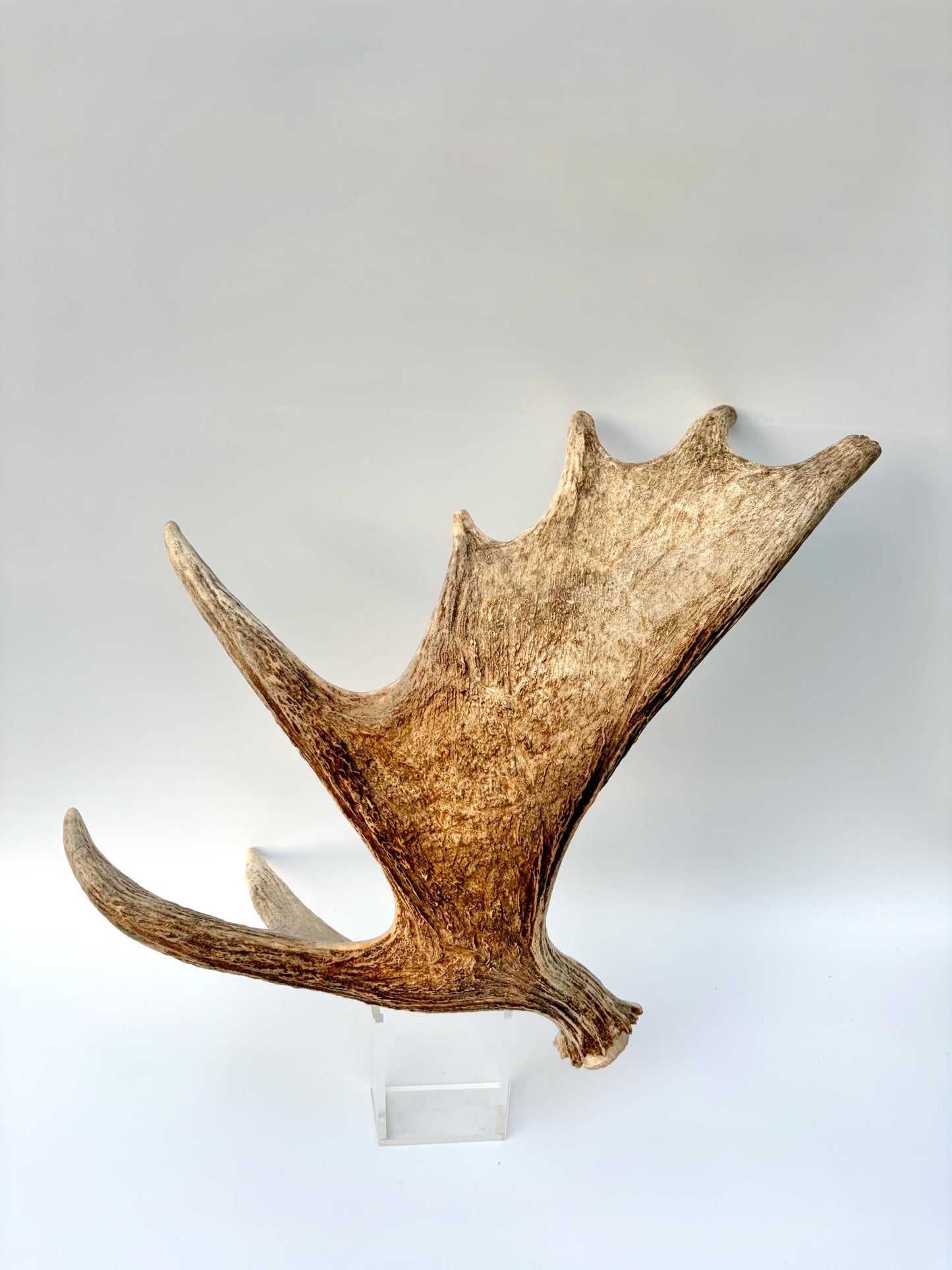 Bull Moose Antler. Antler for Crafting, Decor, Interior Design, and more!