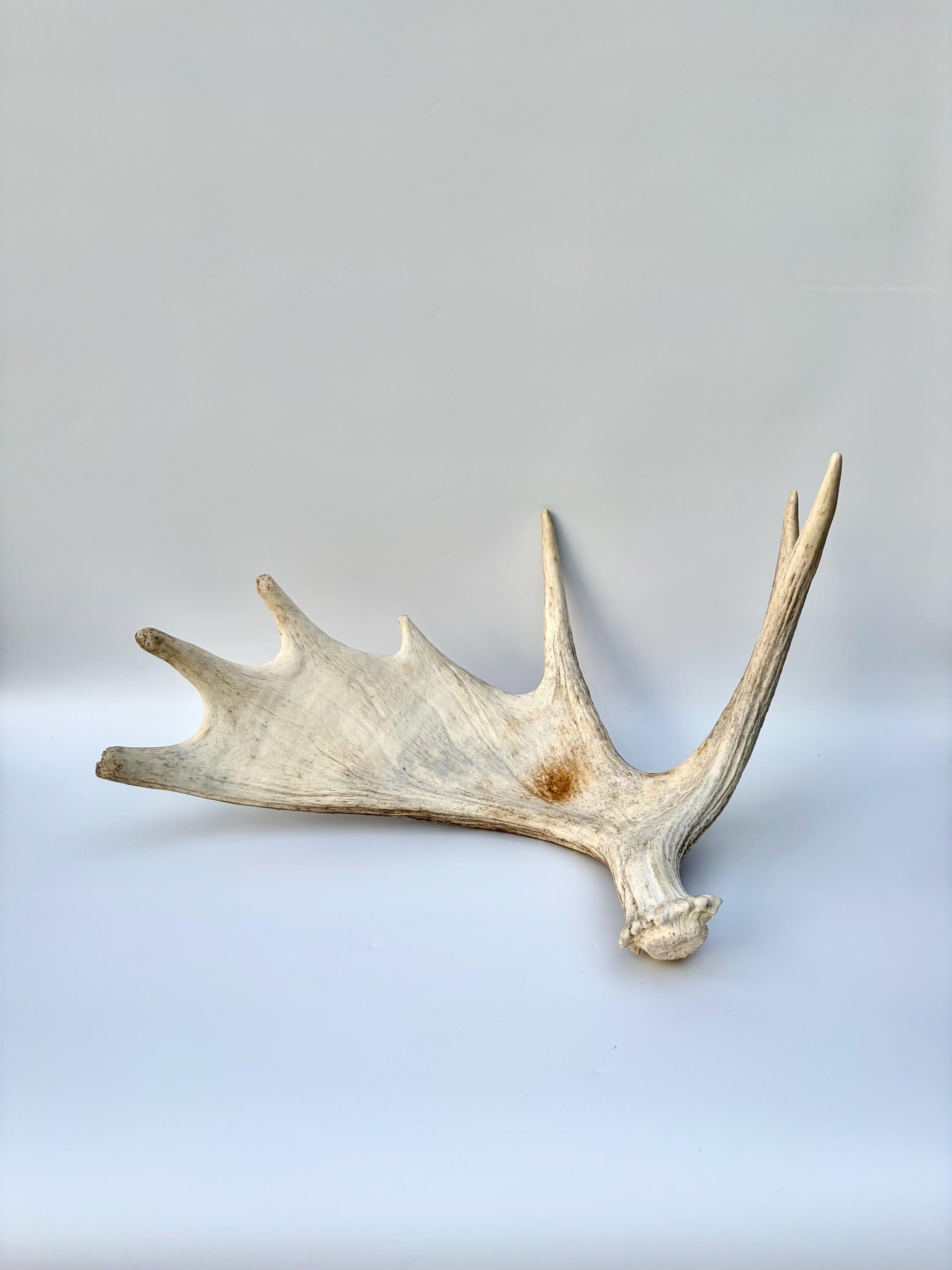 Bull Moose Antler. Antler for Crafting, Decor, Interior Design, and more!