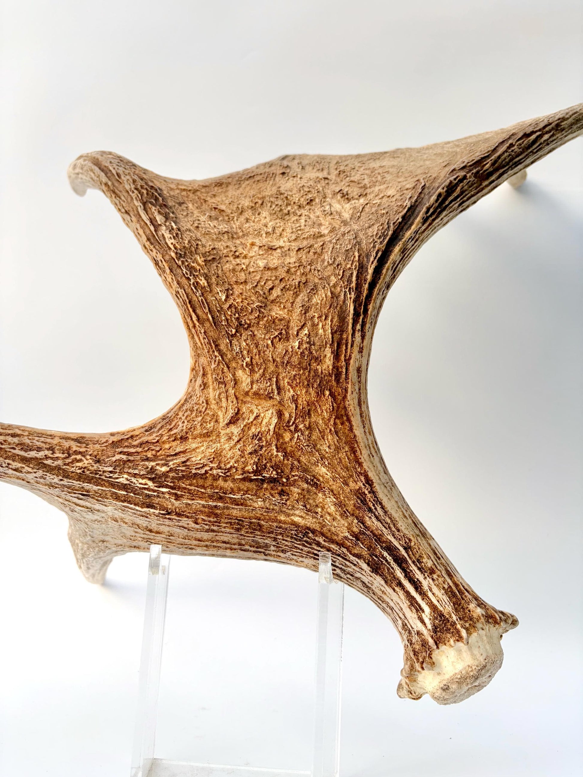 Bull Moose Antler. Antler for Crafting, Decor, Interior Design, and more!