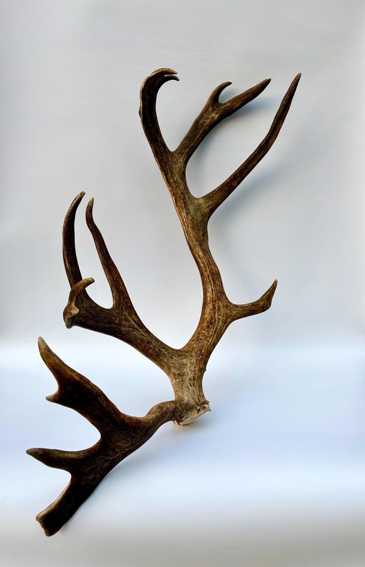Shed Reindeer Antler. Interior Decor & Design Piece. Naturally Shed Caribou Antler