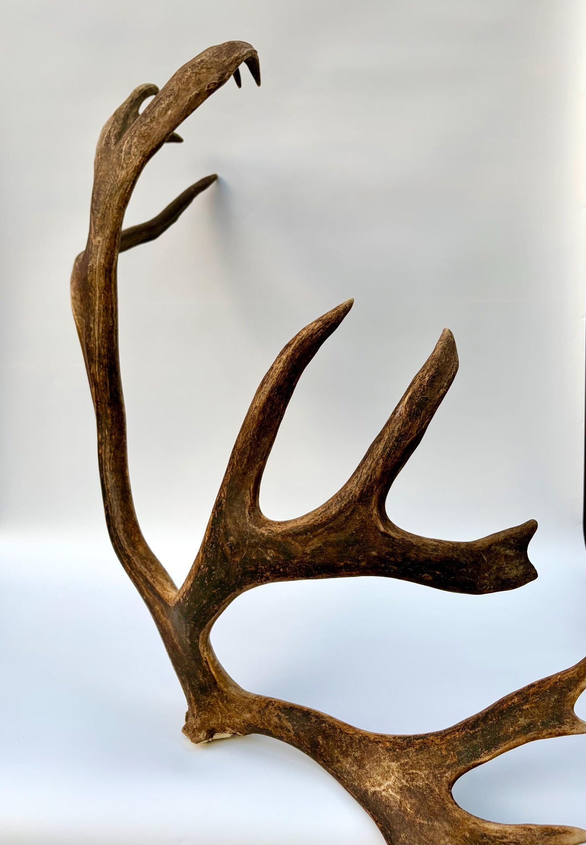 Shed Reindeer Antler. Interior Decor & Design Piece. Naturally Shed Caribou Antler