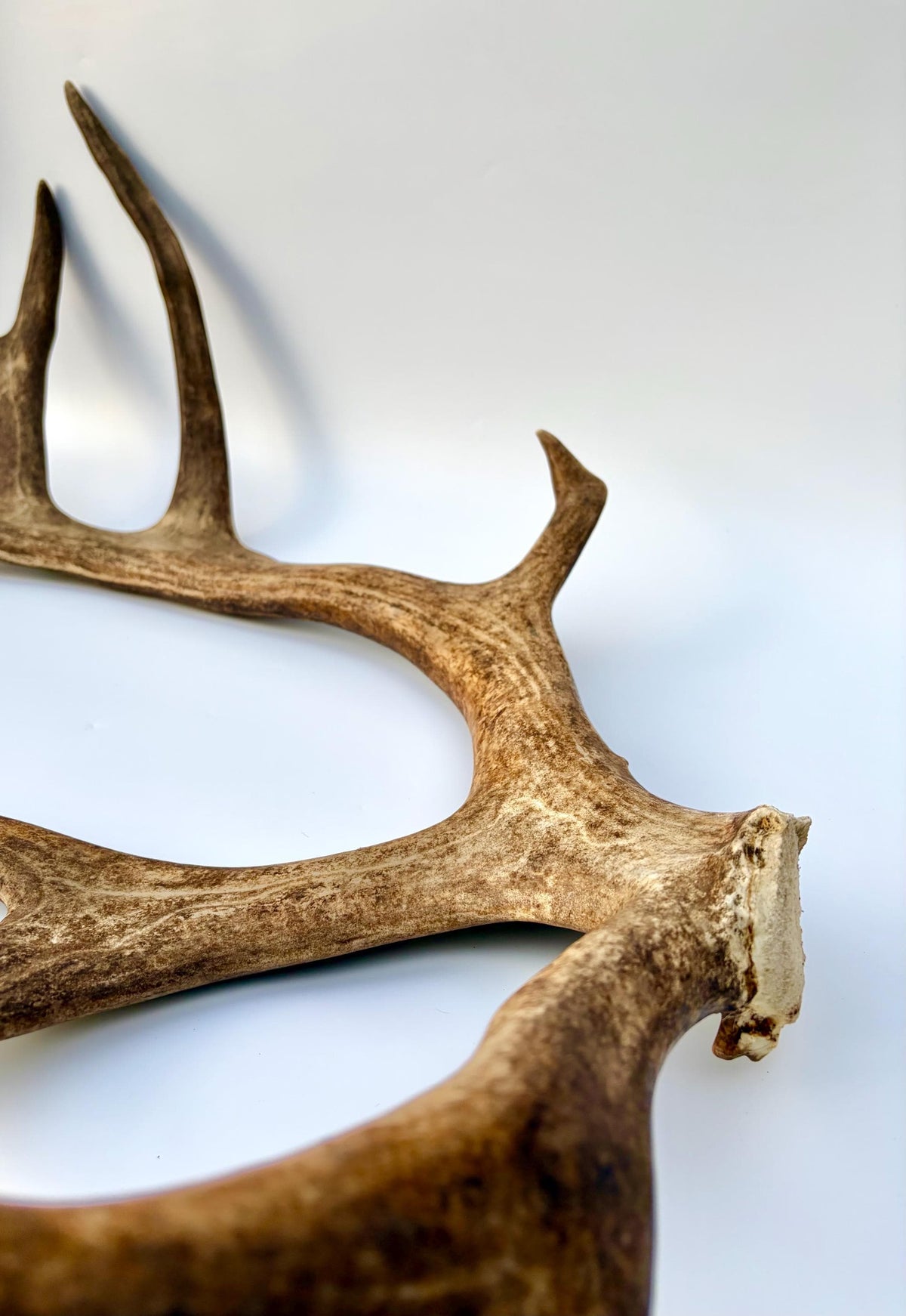 Shed Reindeer Antler. Interior Decor & Design Piece. Naturally Shed Caribou Antler