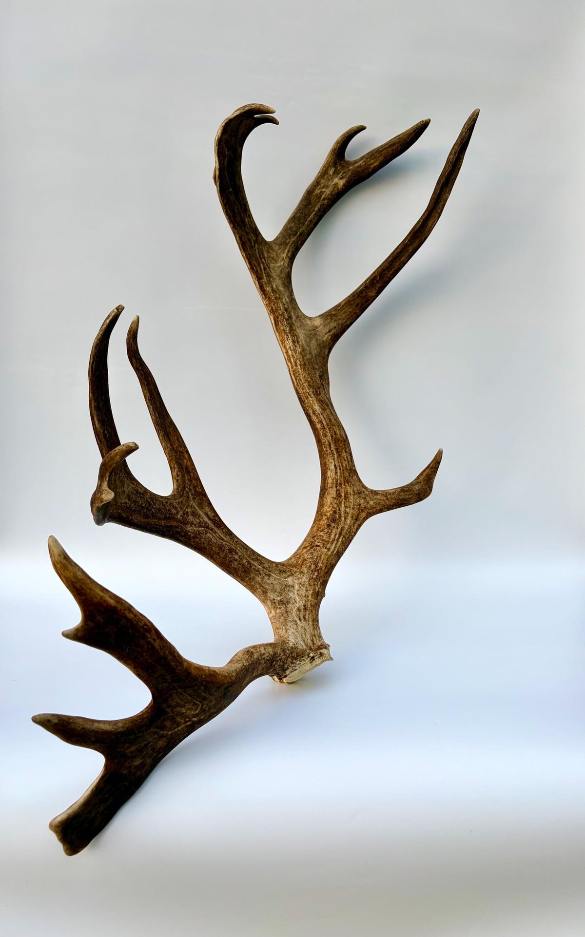 Shed Reindeer Antler. Interior Decor & Design Piece. Naturally Shed Caribou Antler