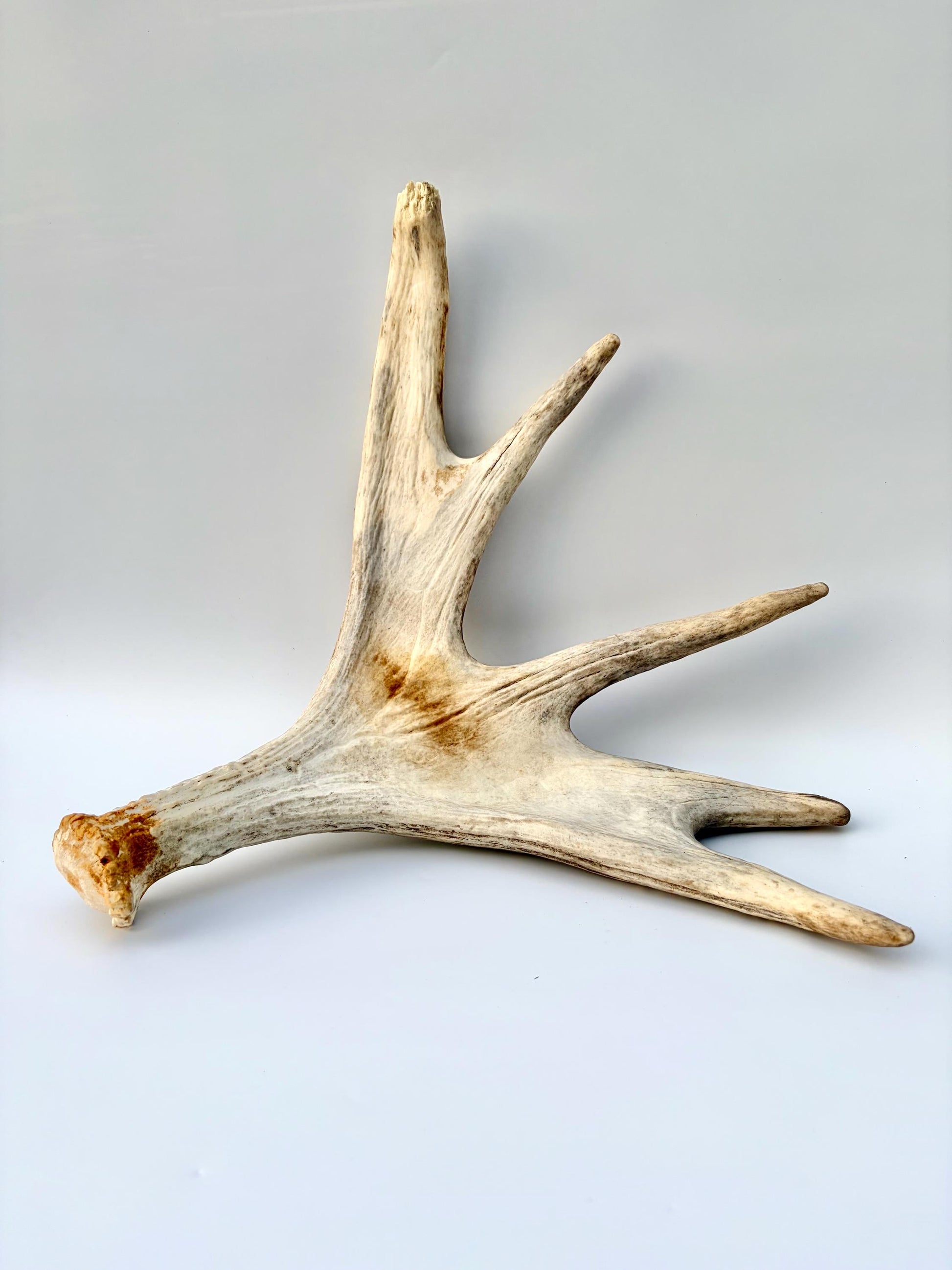Moose Antler. Antler for Crafting, Decor, Interior Design, and more!