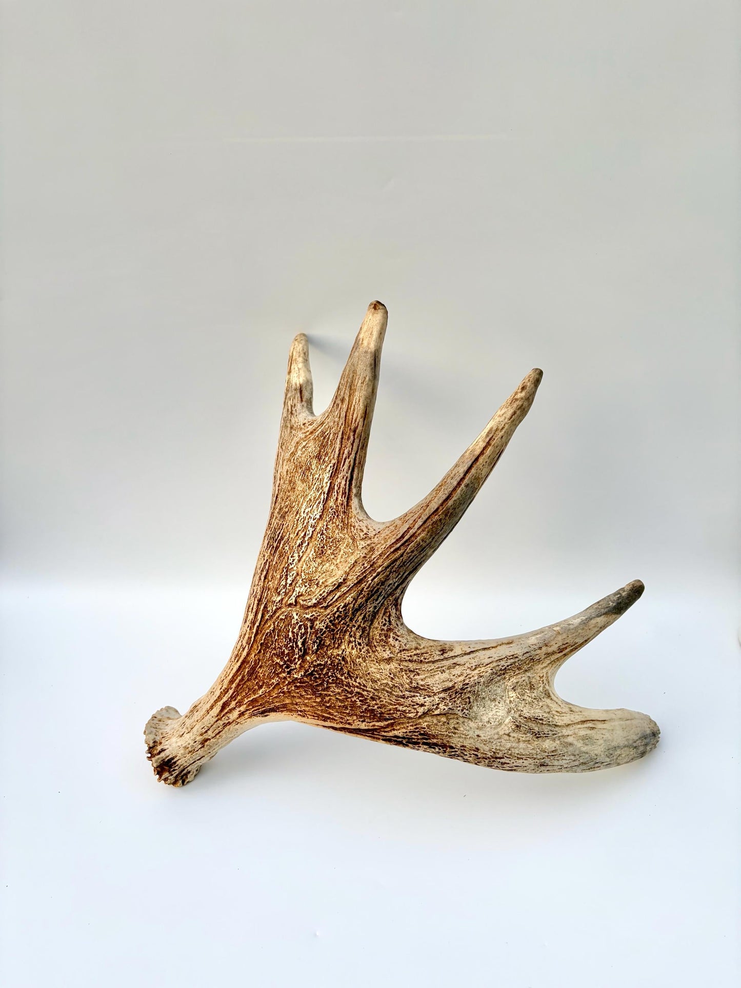 Moose Antler. Antler for Crafting, Decor, Interior Design, and more!