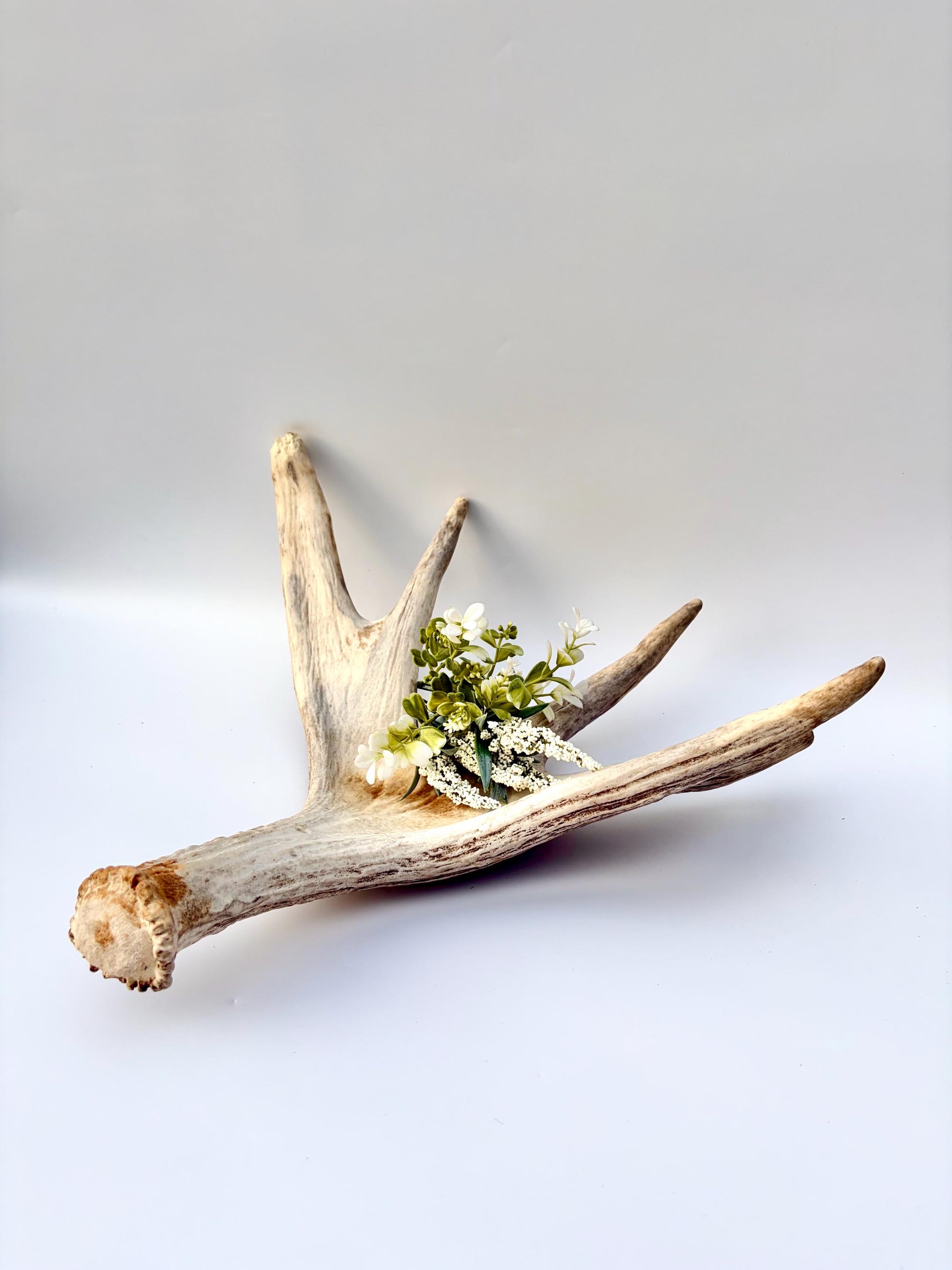 Moose Antler. Antler for Crafting, Decor, Interior Design, and more!