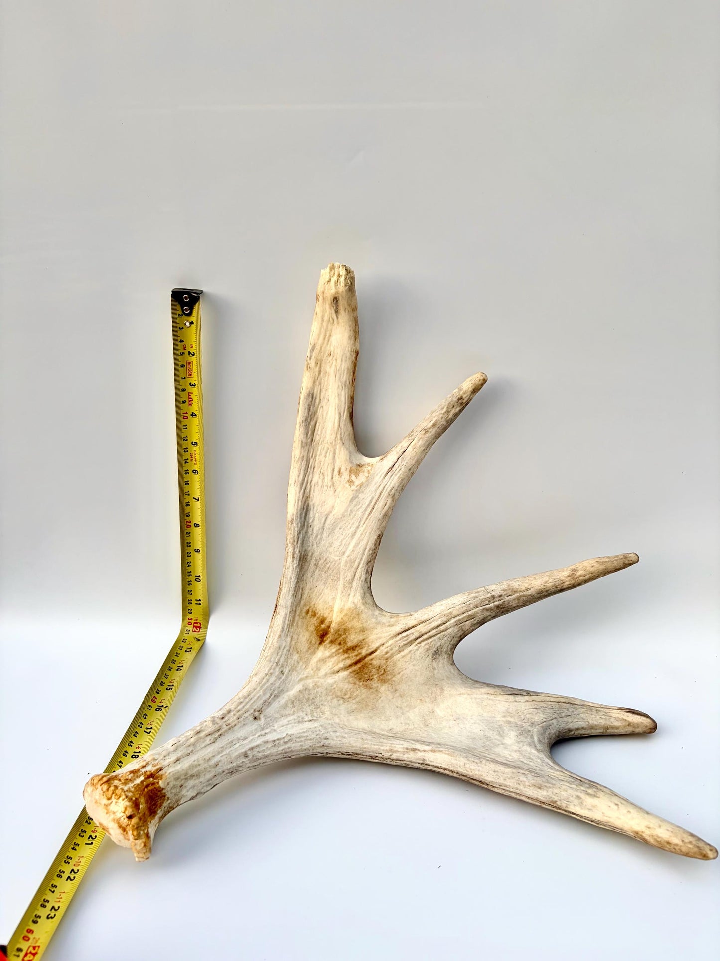 Moose Antler. Antler for Crafting, Decor, Interior Design, and more!