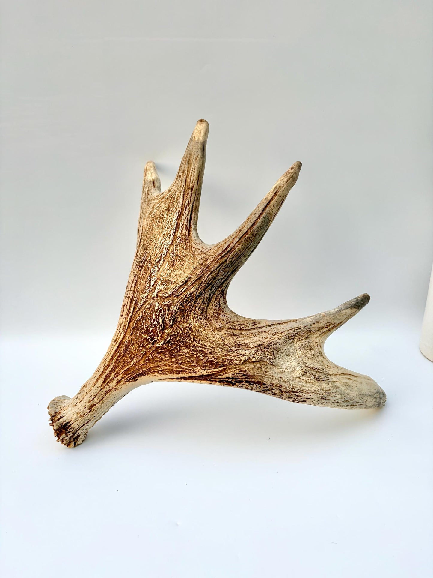 Moose Antler. Antler for Crafting, Decor, Interior Design, and more!