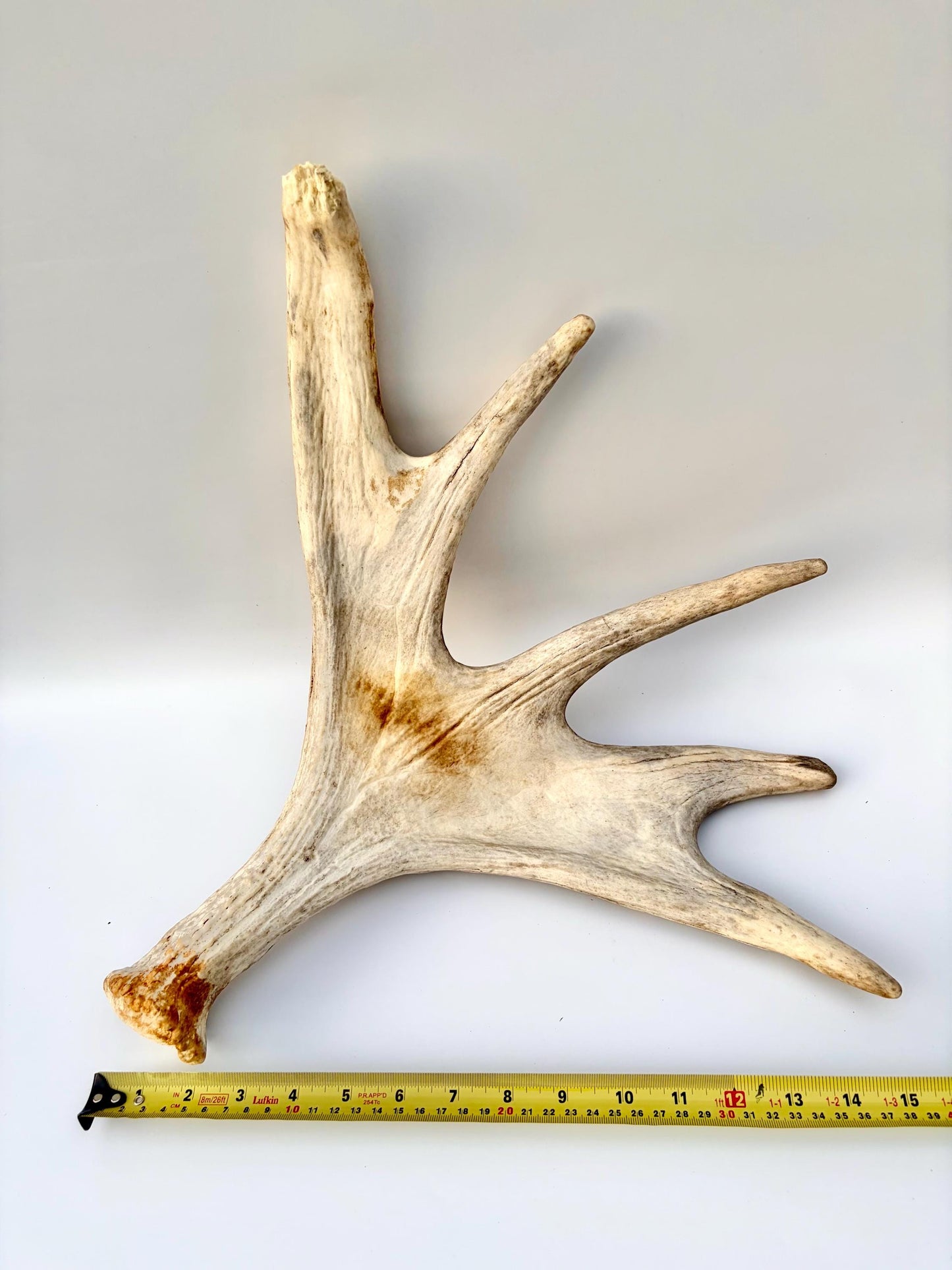 Moose Antler. Antler for Crafting, Decor, Interior Design, and more!