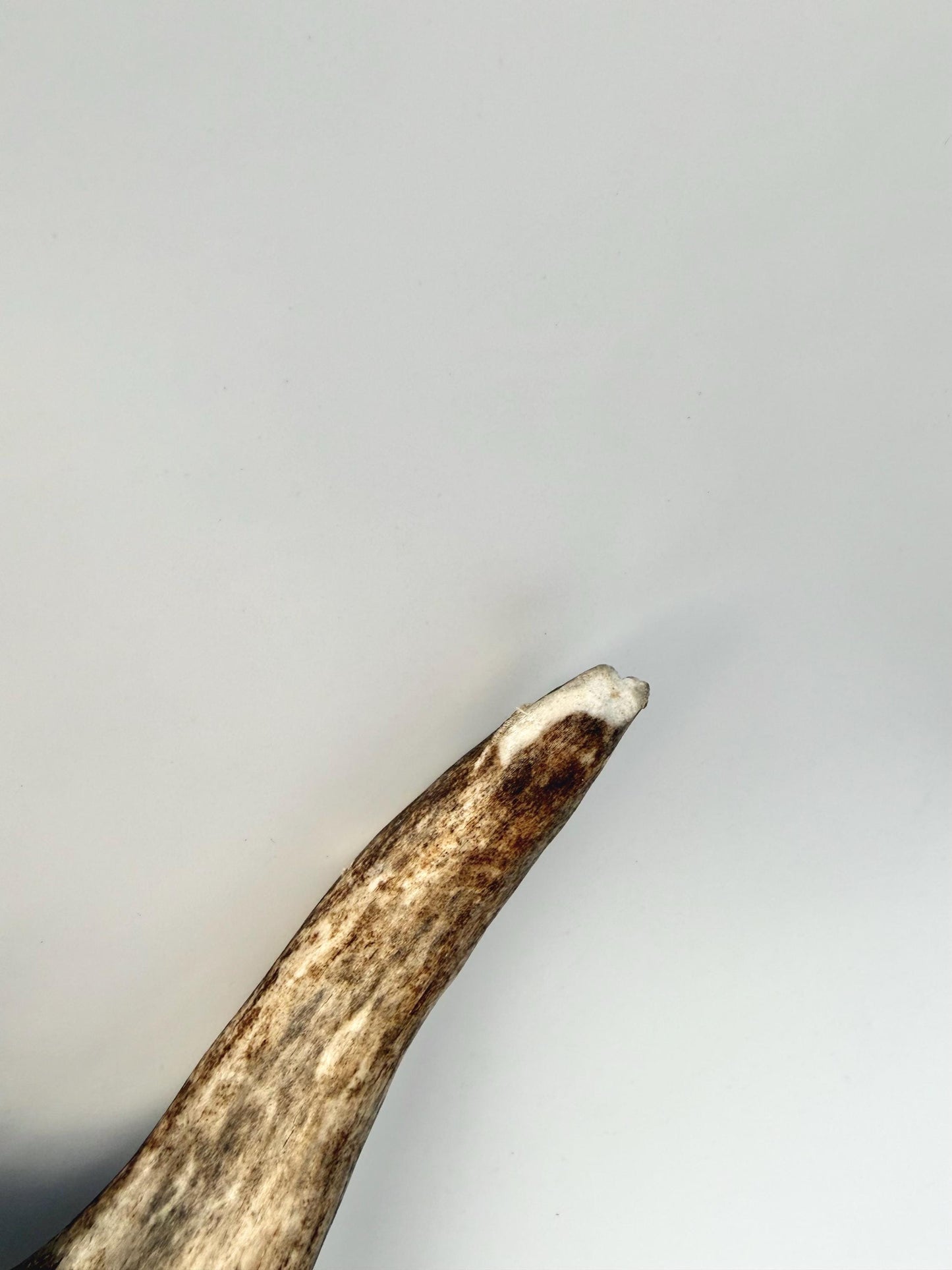 Bull Moose Antler. Medium sized. For crafting, decor and more