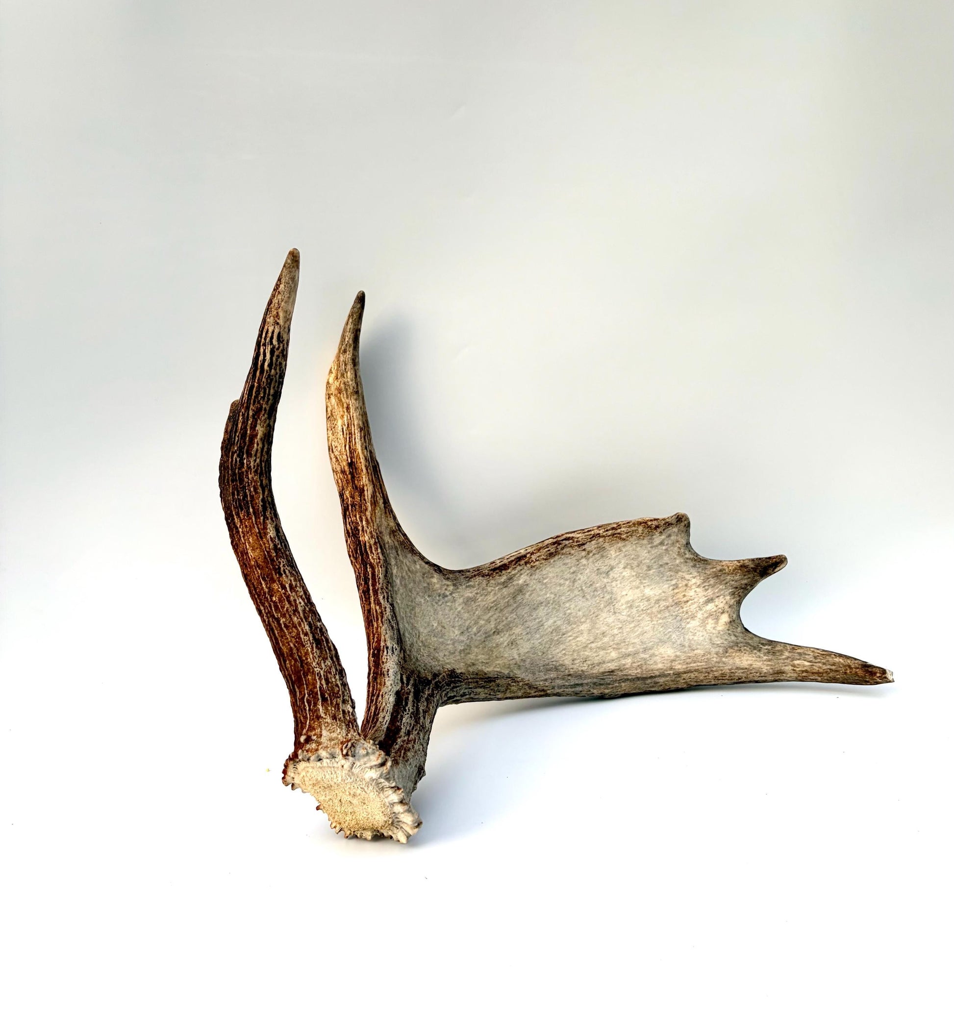 Bull Moose Antler. Medium sized. For crafting, decor and more