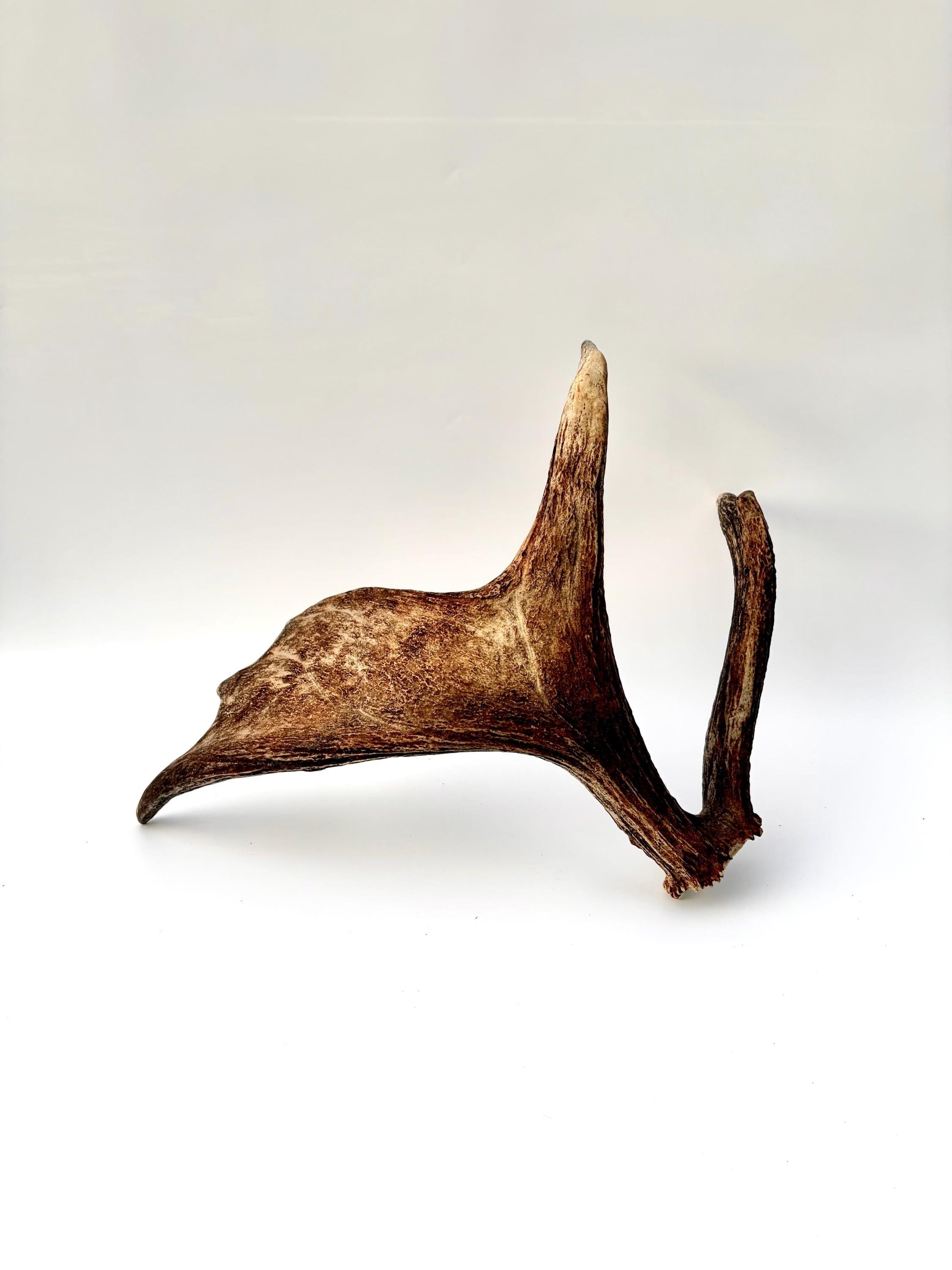 Bull Moose Antler. Medium sized. For crafting, decor and more