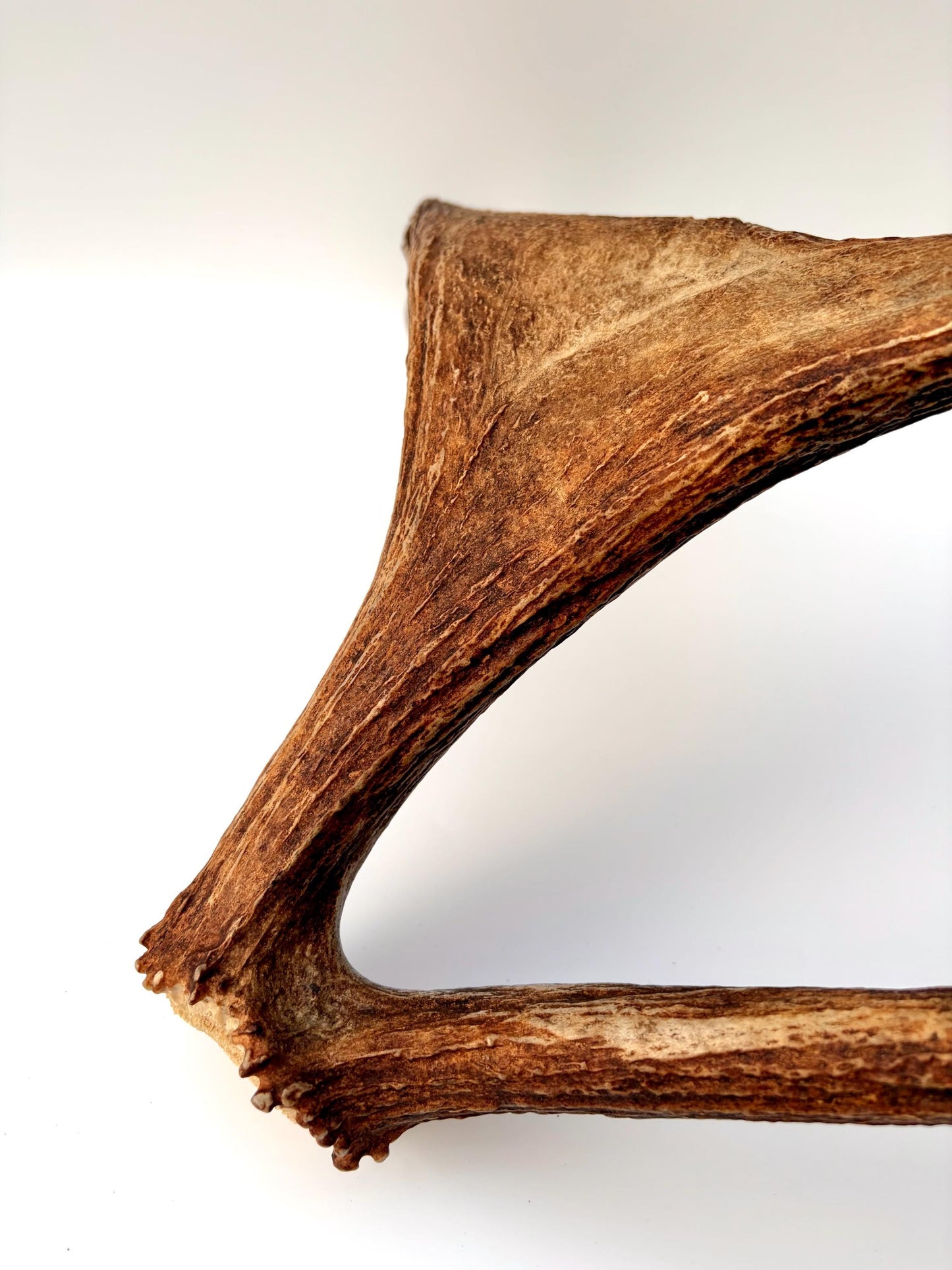 Bull Moose Antler. Medium sized. For crafting, decor and more