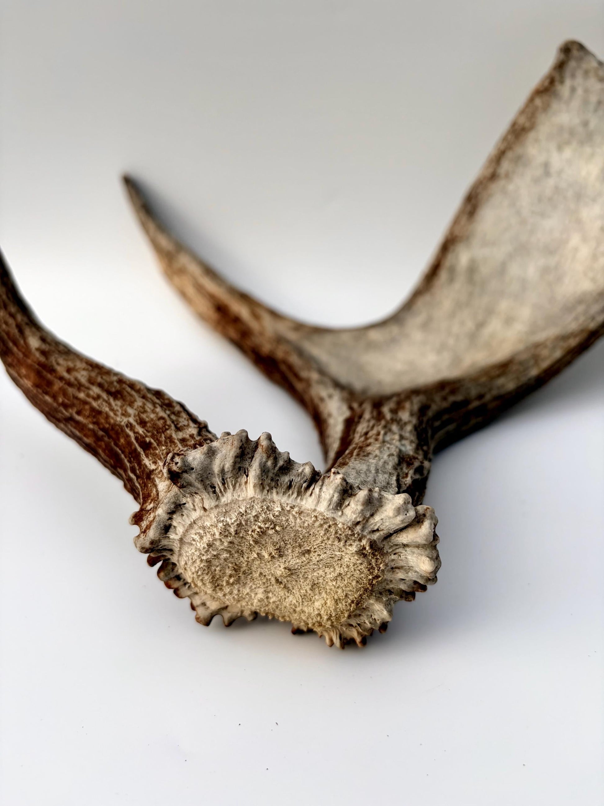 Bull Moose Antler. Medium sized. For crafting, decor and more