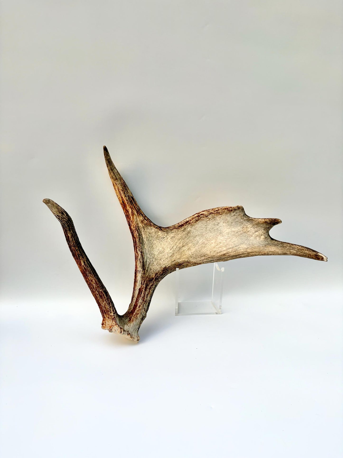 Bull Moose Antler. Medium sized. For crafting, decor and more