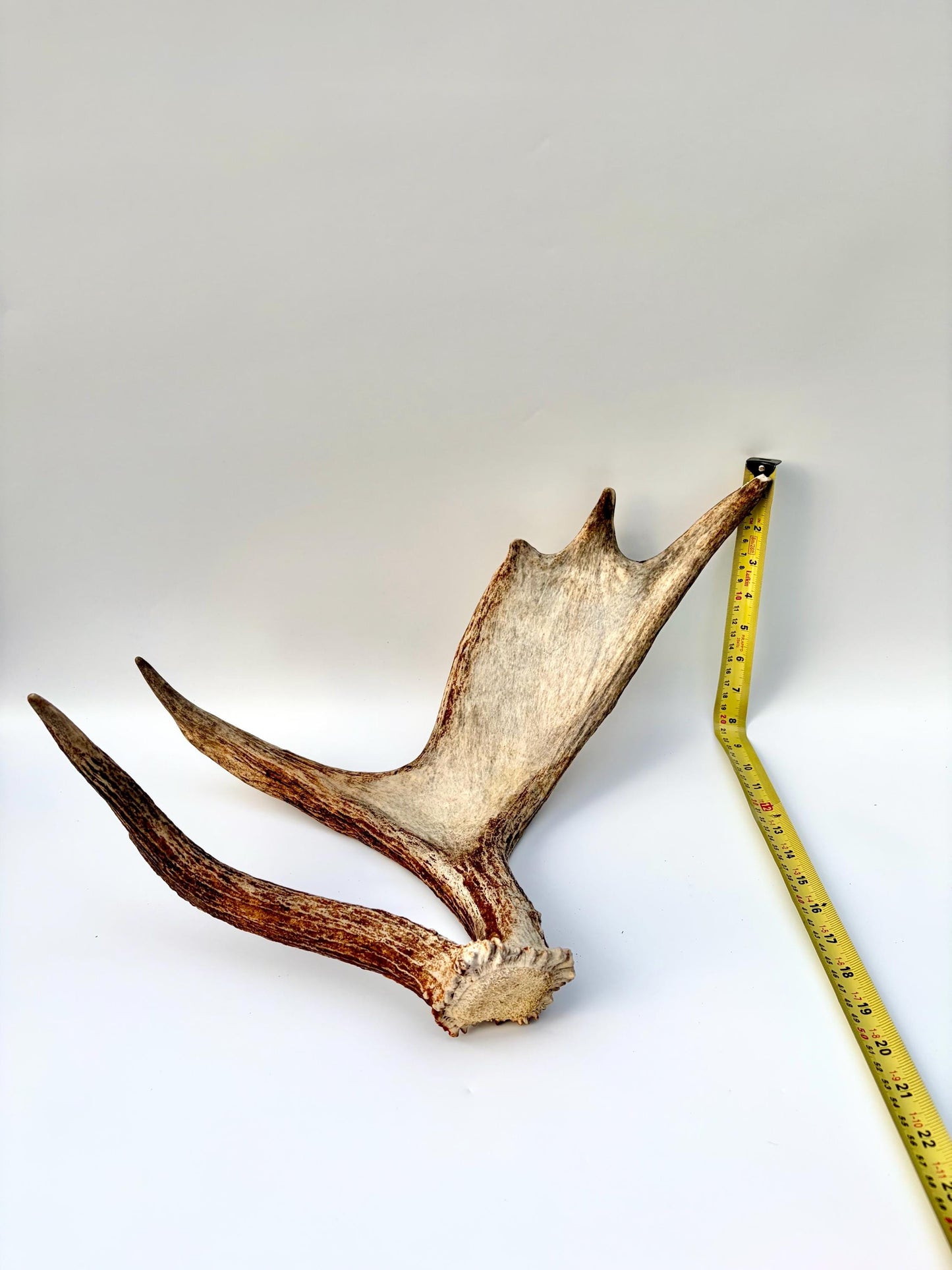 Bull Moose Antler. Medium sized. For crafting, decor and more