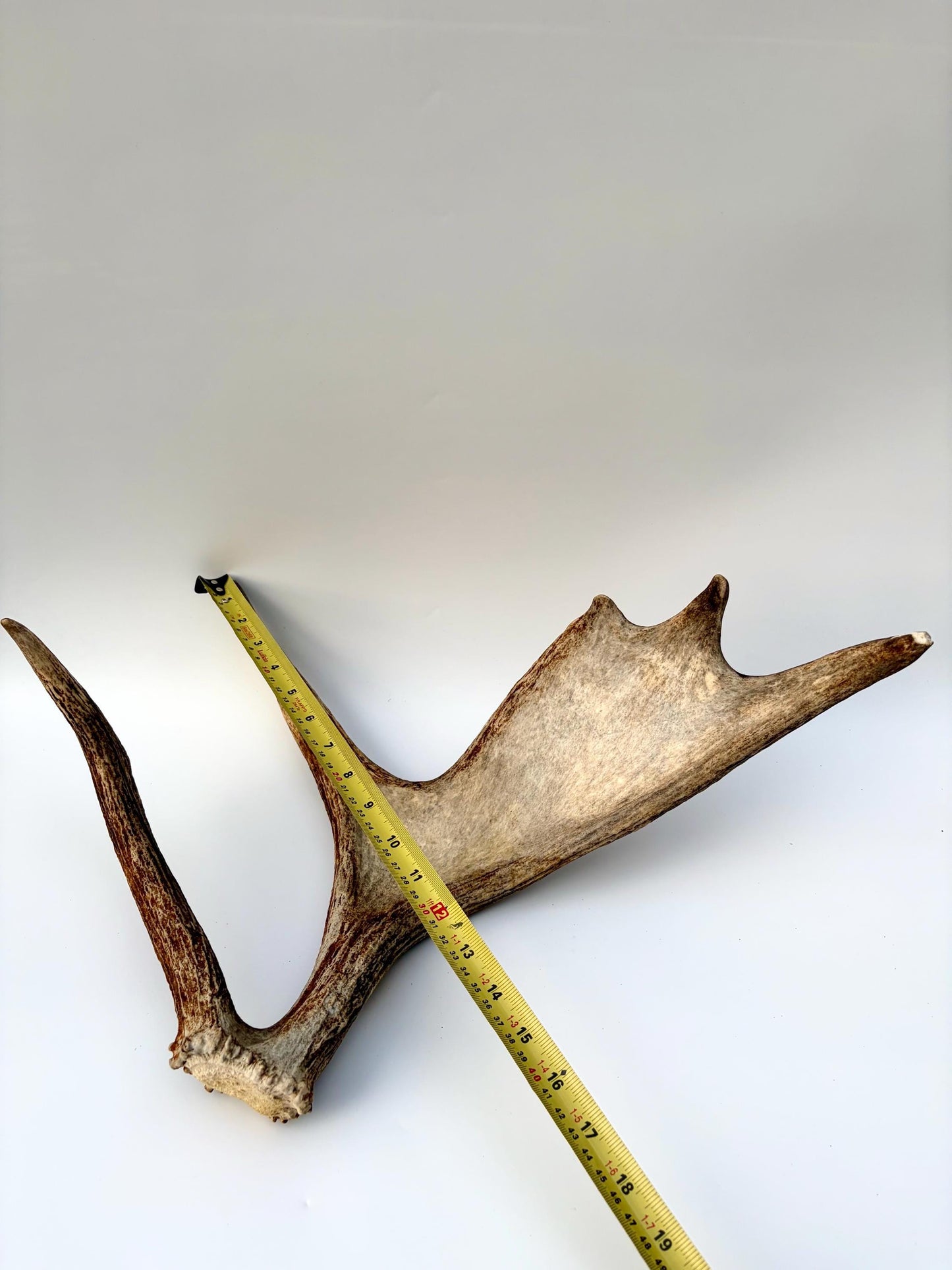 Bull Moose Antler. Medium sized. For crafting, decor and more
