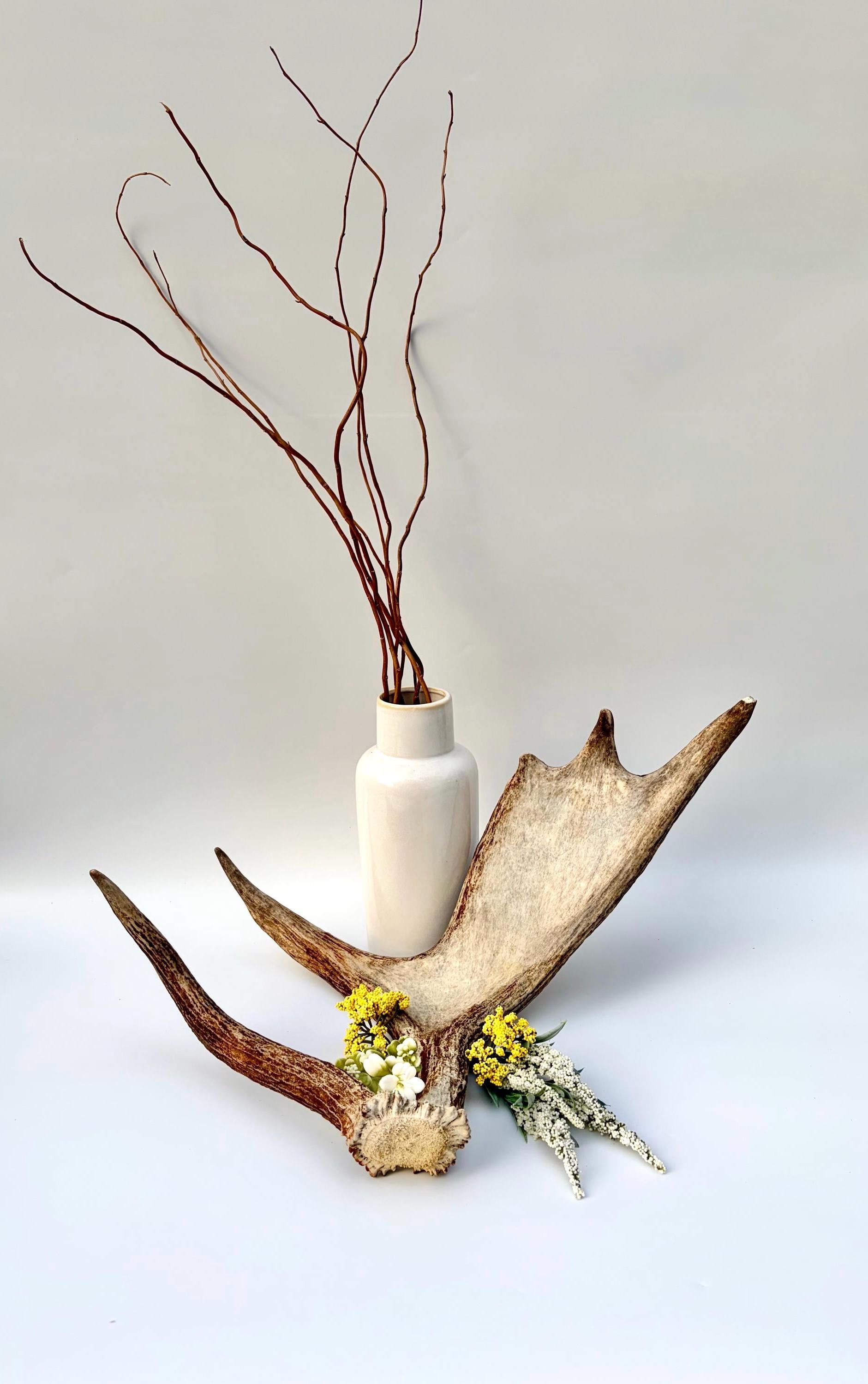 Bull Moose Antler. Medium sized. For crafting, decor and more