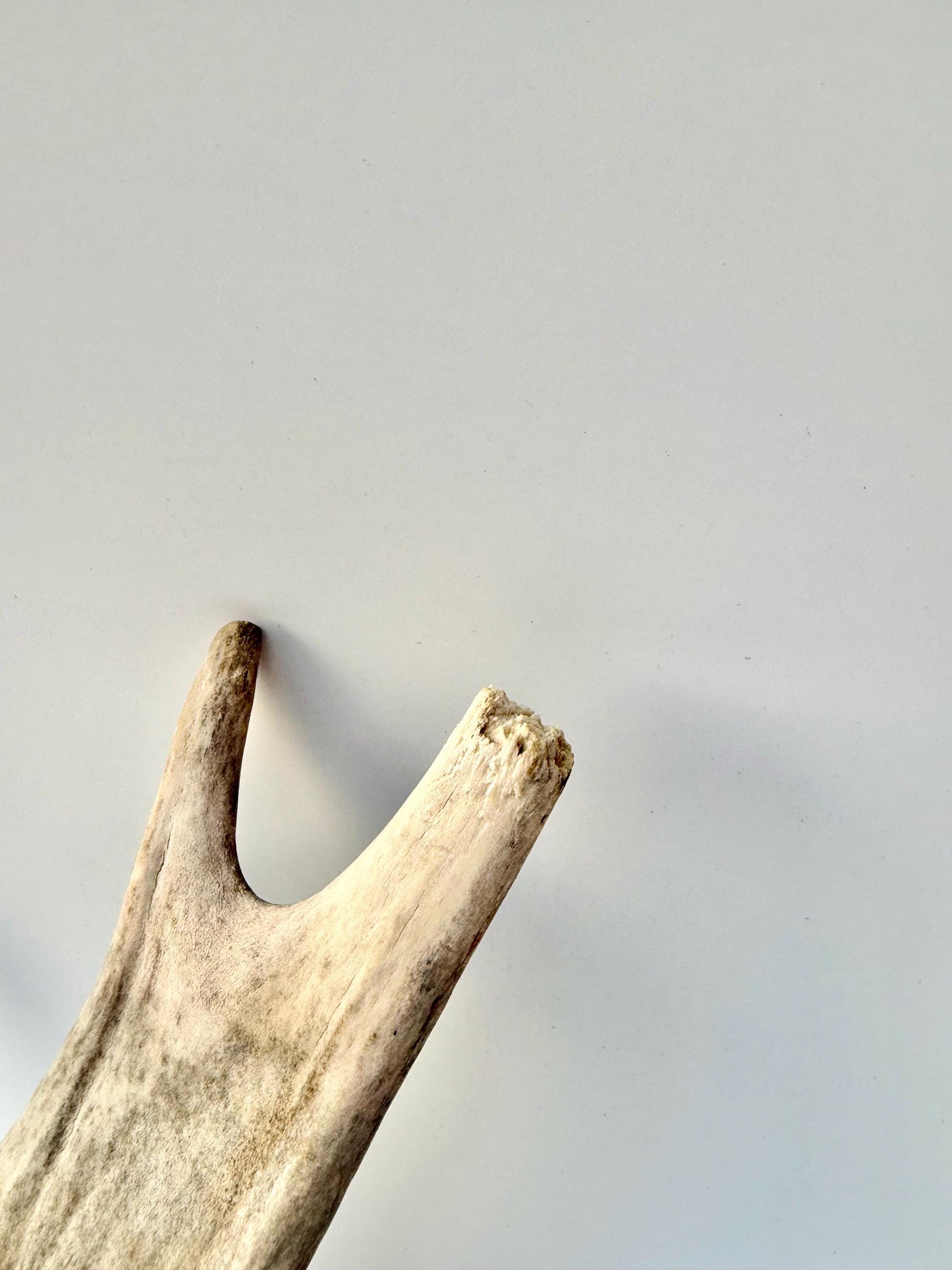 Moose Antler for Crafting, Decor, and more. Naturally shed, weathered antler for interior and exterior decor.