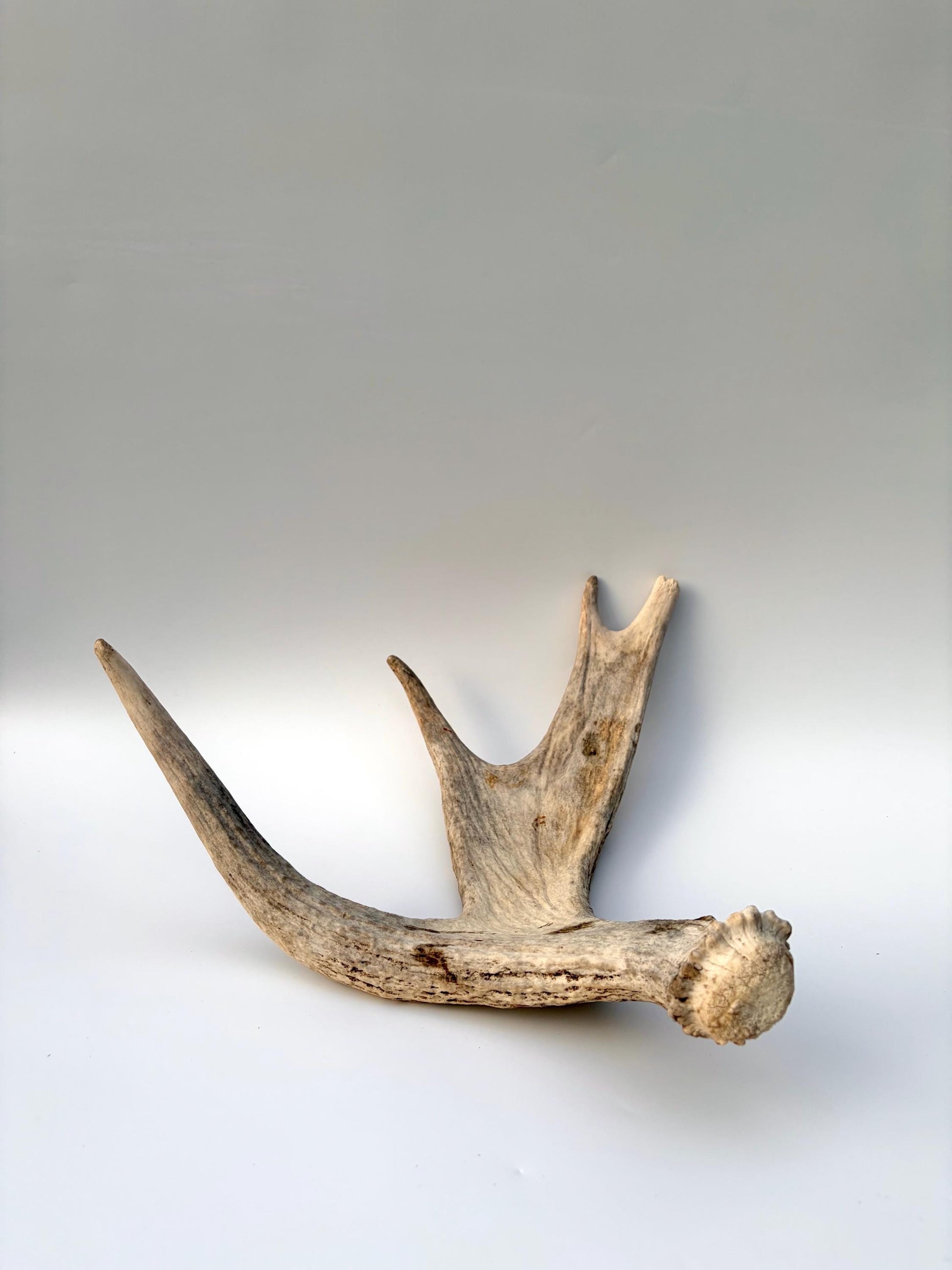 Moose Antler for Crafting, Decor, and more. Naturally shed, weathered antler for interior and exterior decor.