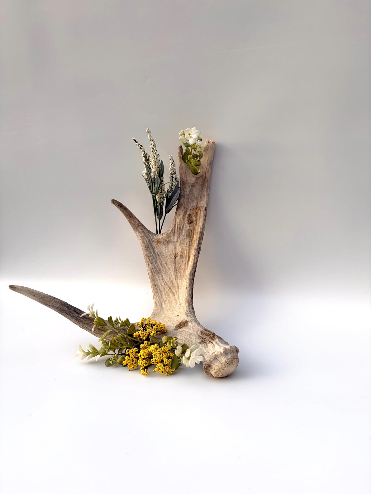 Moose Antler for Crafting, Decor, and more. Naturally shed, weathered antler for interior and exterior decor.