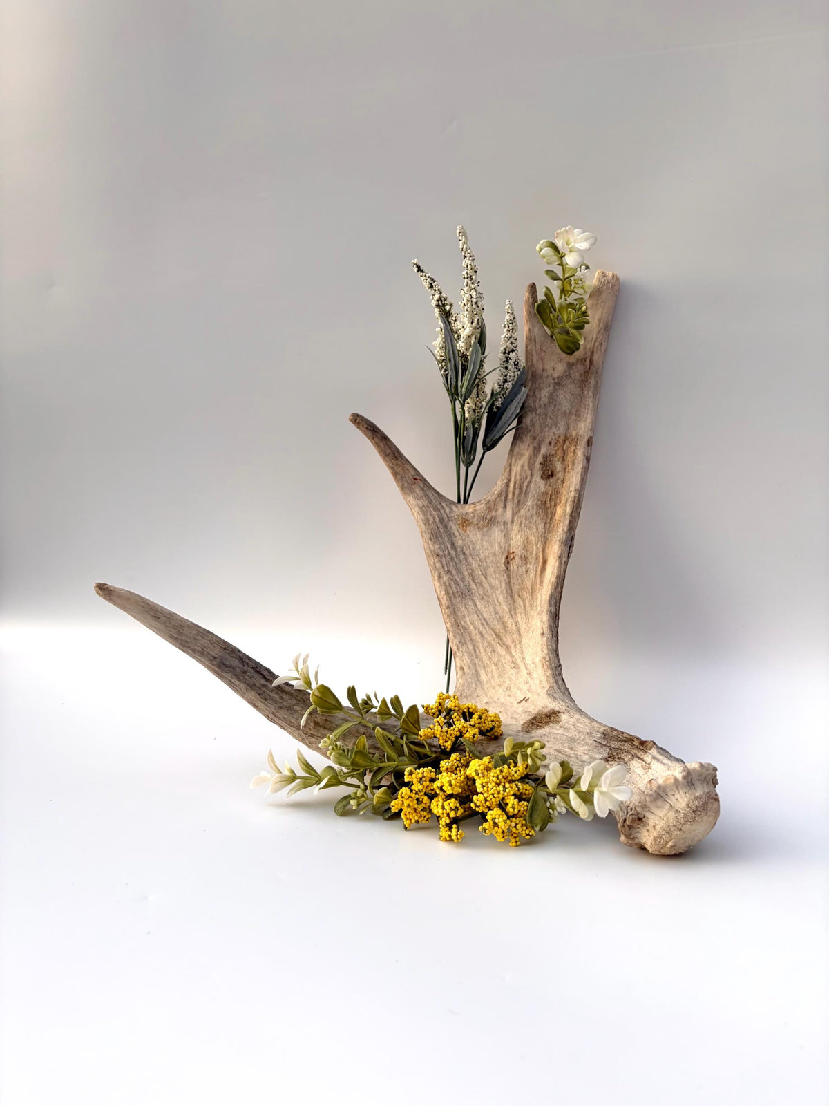 Moose Antler for Crafting, Decor, and more. Naturally shed, weathered antler for interior and exterior decor.