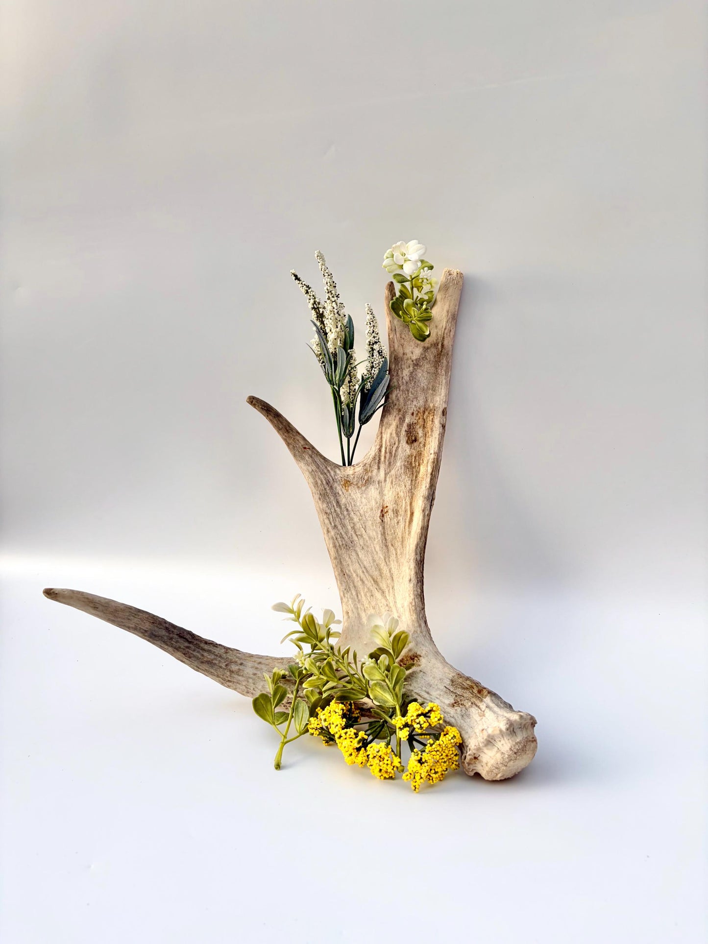Moose Antler for Crafting, Decor, and more. Naturally shed, weathered antler for interior and exterior decor.