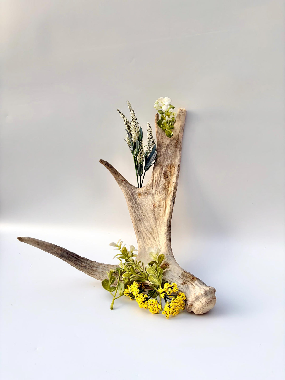 Moose Antler for Crafting, Decor, and more. Naturally shed, weathered antler for interior and exterior decor.