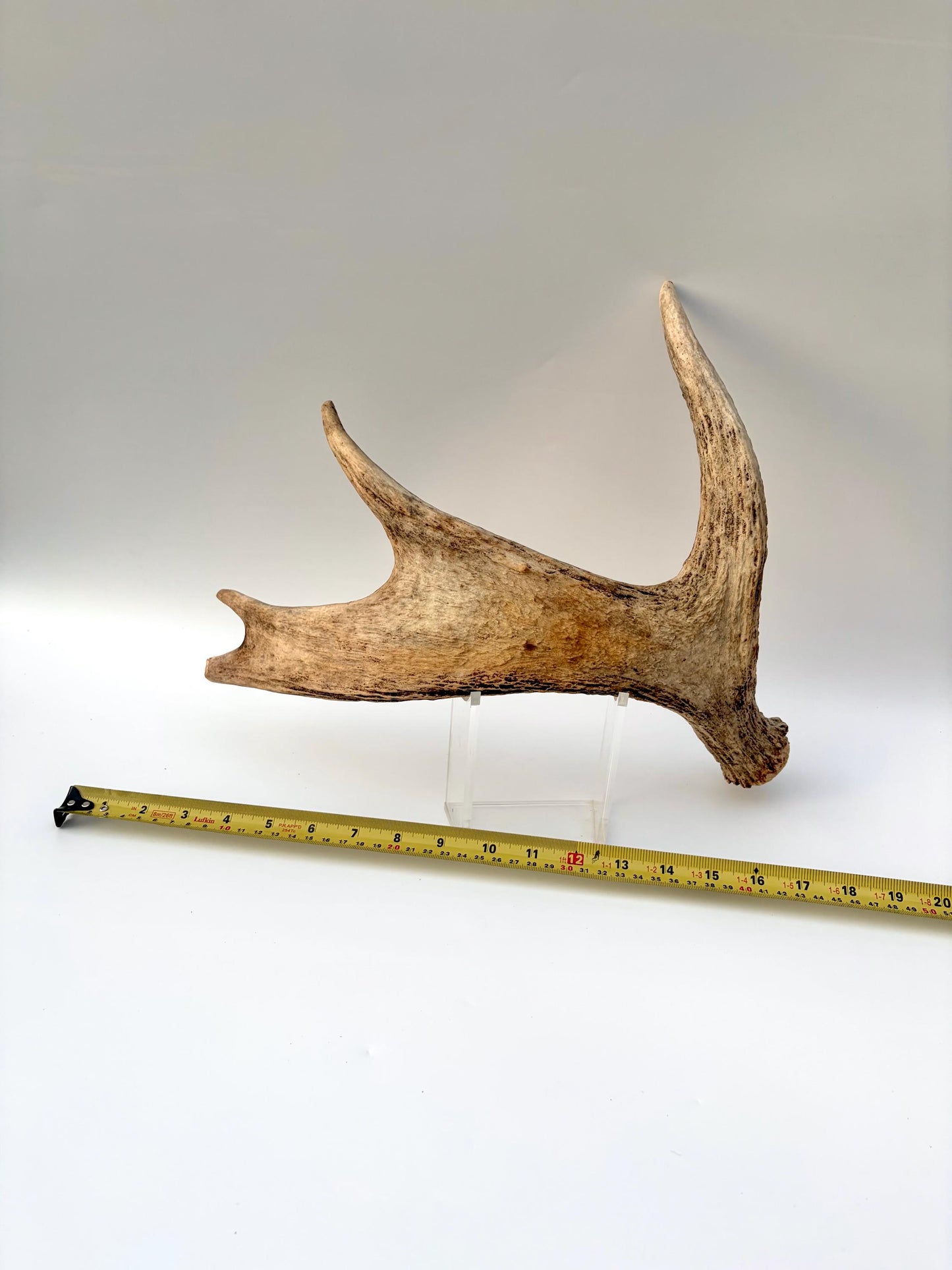 Moose Antler for Crafting, Decor, and more. Naturally shed, weathered antler for interior and exterior decor.