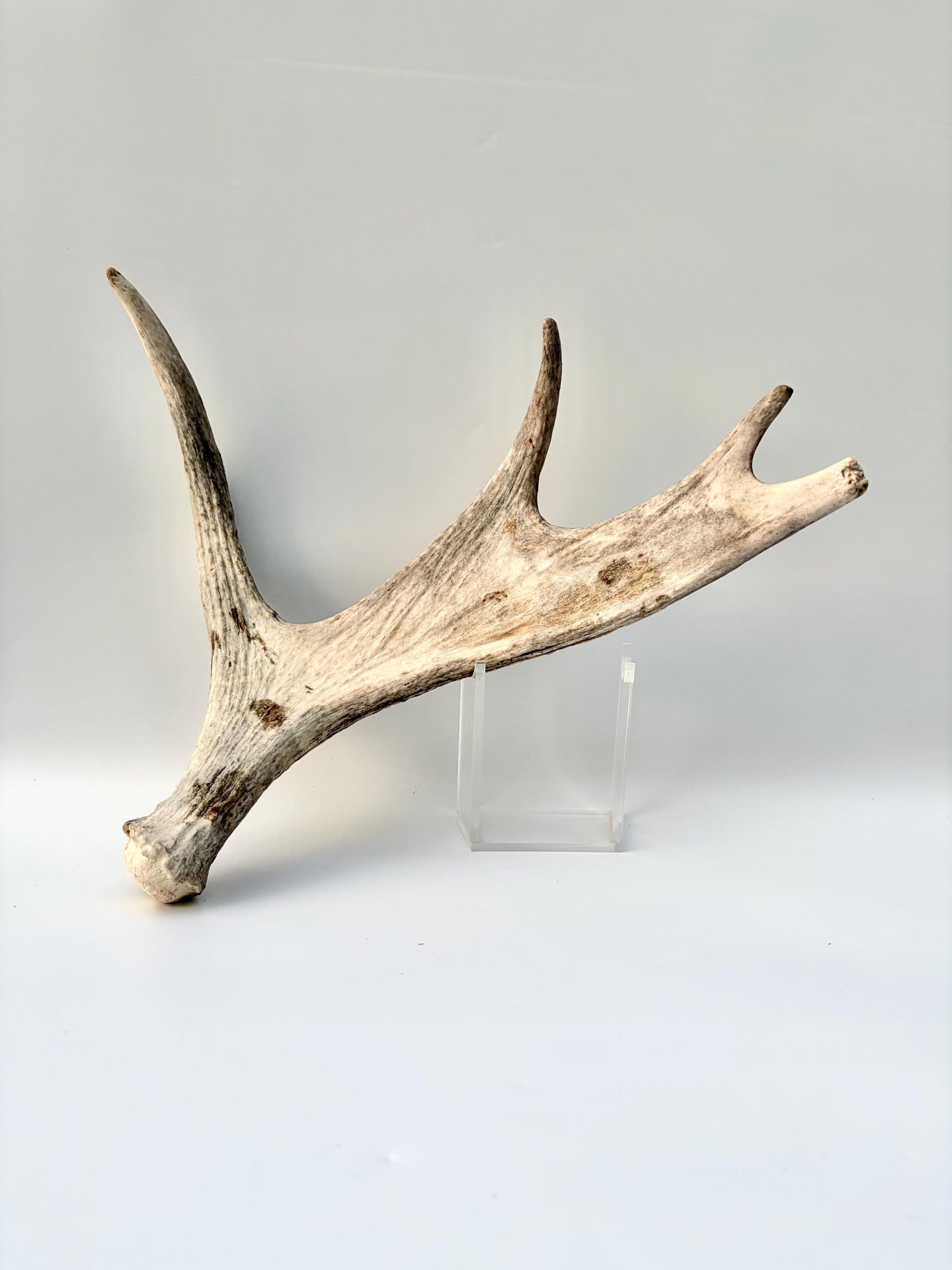Moose Antler for Crafting, Decor, and more. Naturally shed, weathered antler for interior and exterior decor.