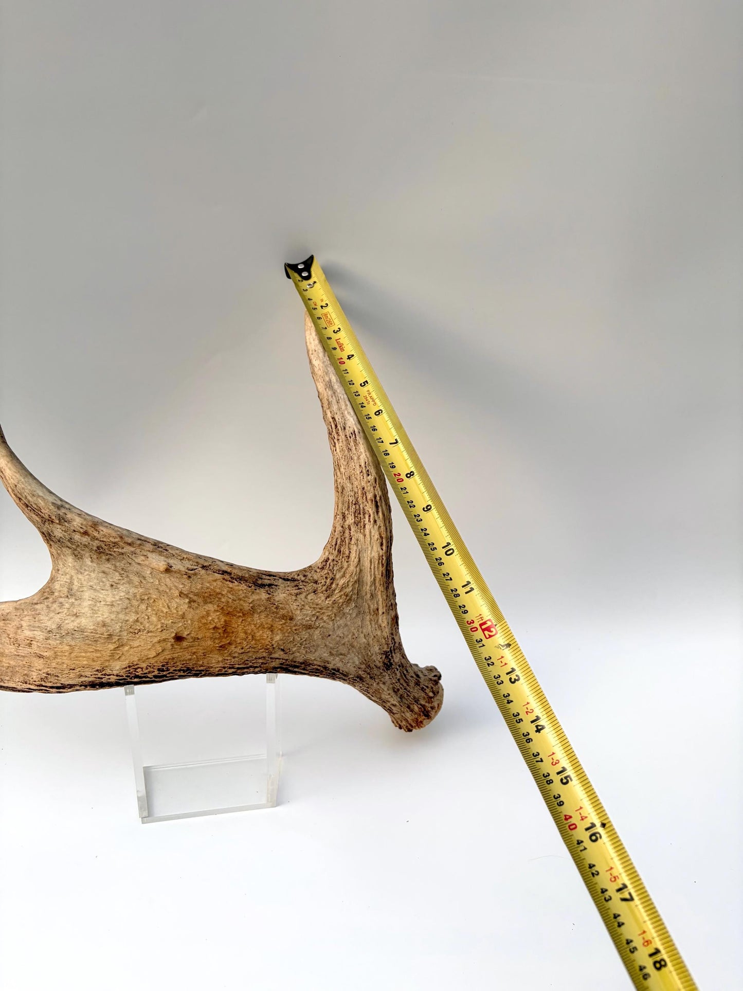 Moose Antler for Crafting, Decor, and more. Naturally shed, weathered antler for interior and exterior decor.