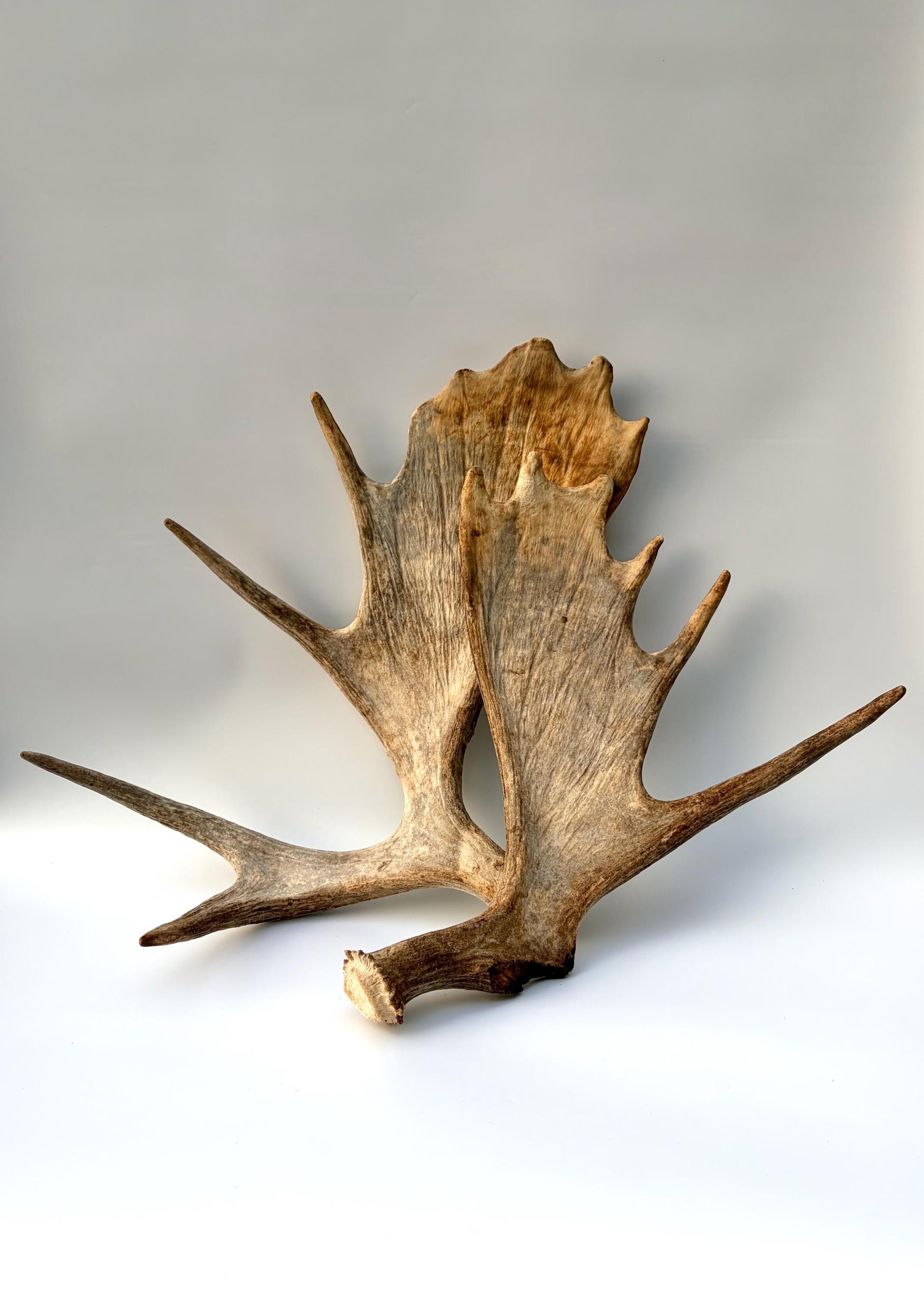 Moose Antler Set - Crafting, Decor and More