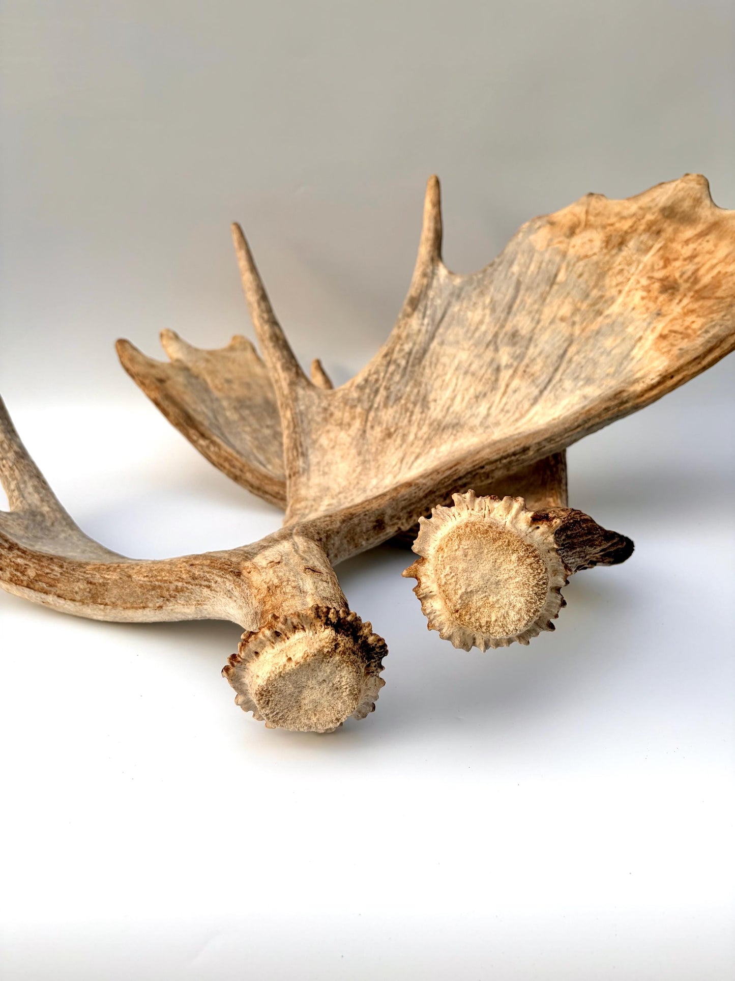 Moose Antler Set - Crafting, Decor and More