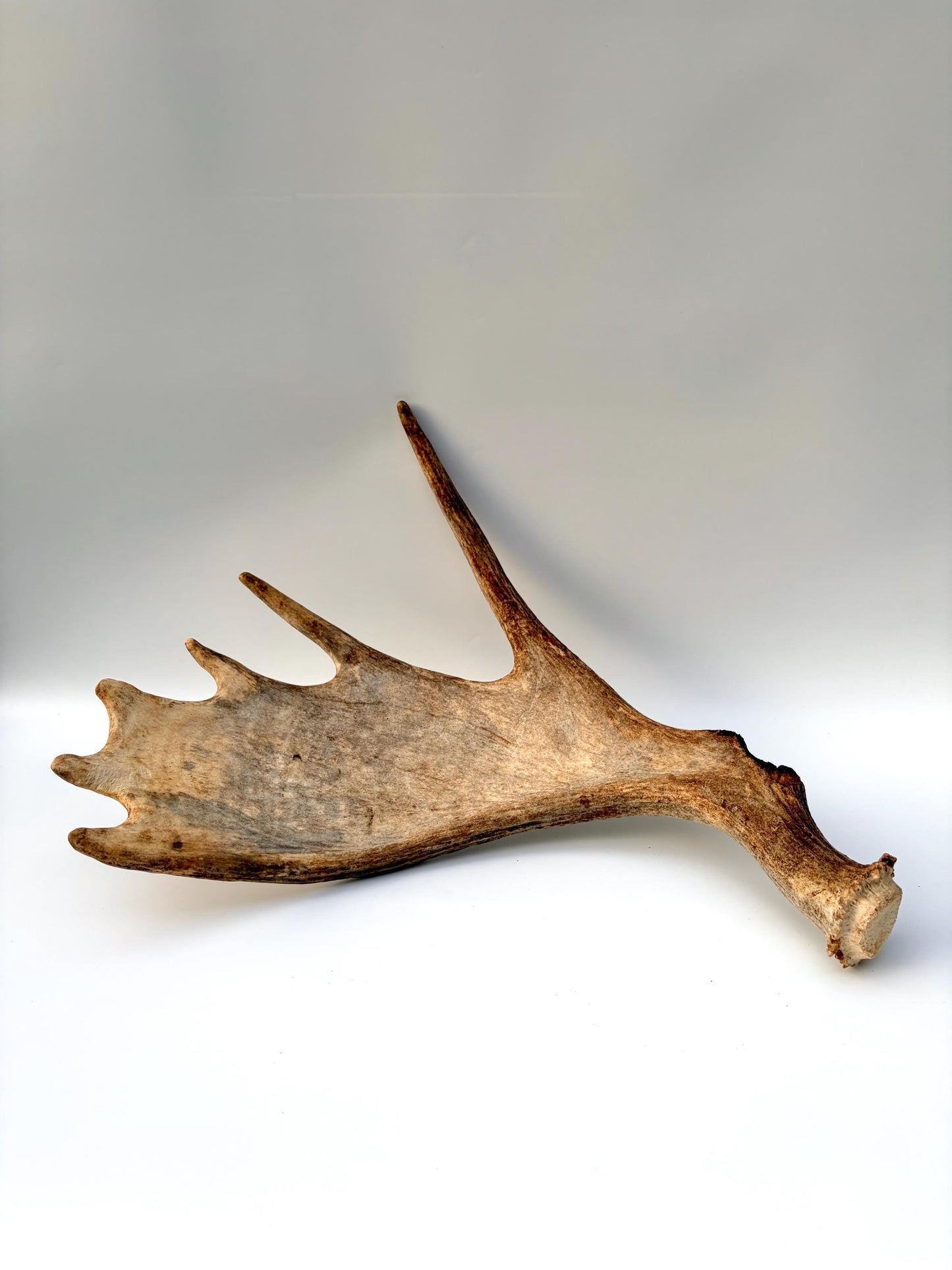 Moose Antler Set - Crafting, Decor and More