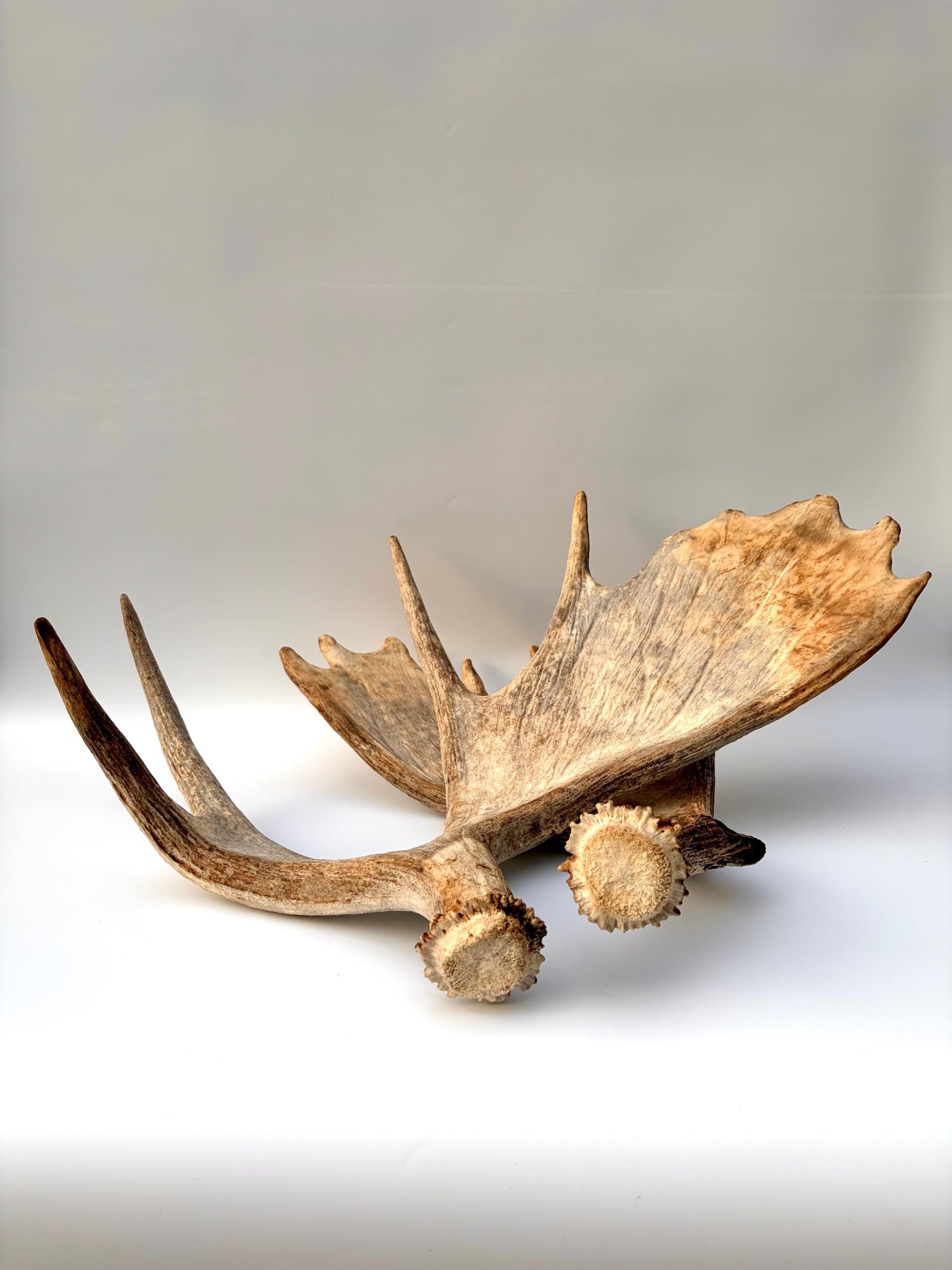 Moose Antler Set - Crafting, Decor and More